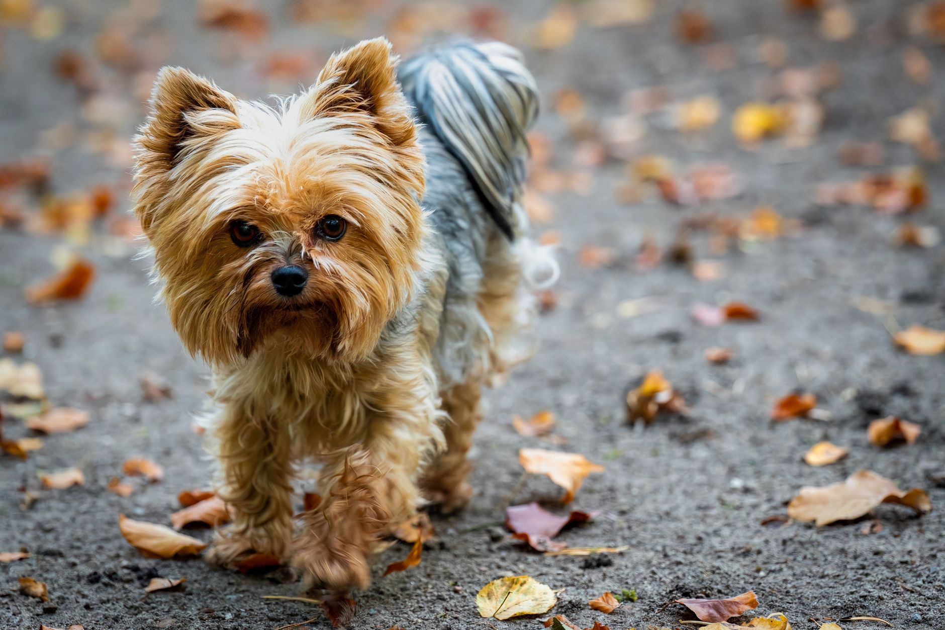 Yorkshire Terrier al aire libre