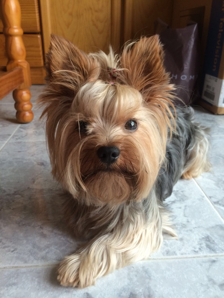 Yorkshire Terrier (perro) ficha de raza