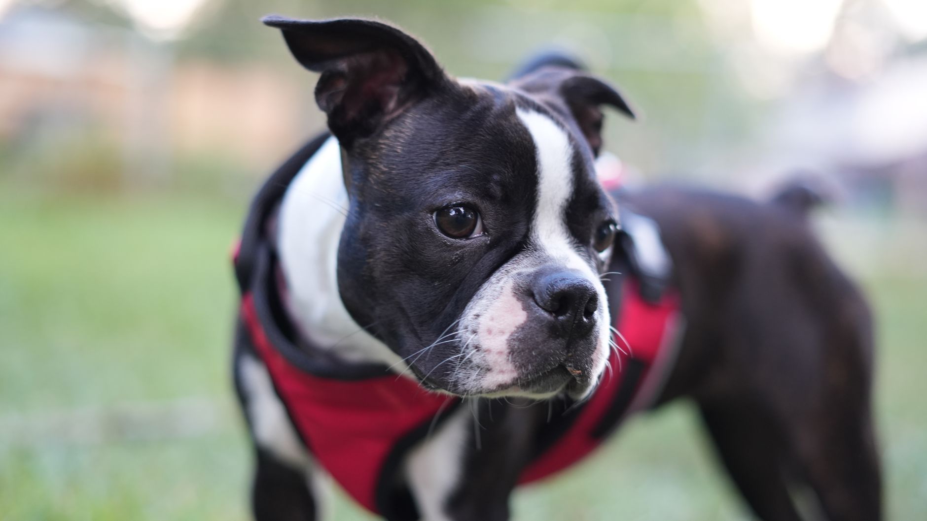 Boston Terrier de pie sobre hierba mostrando su pelaje tipo esmoquin blanco y negro