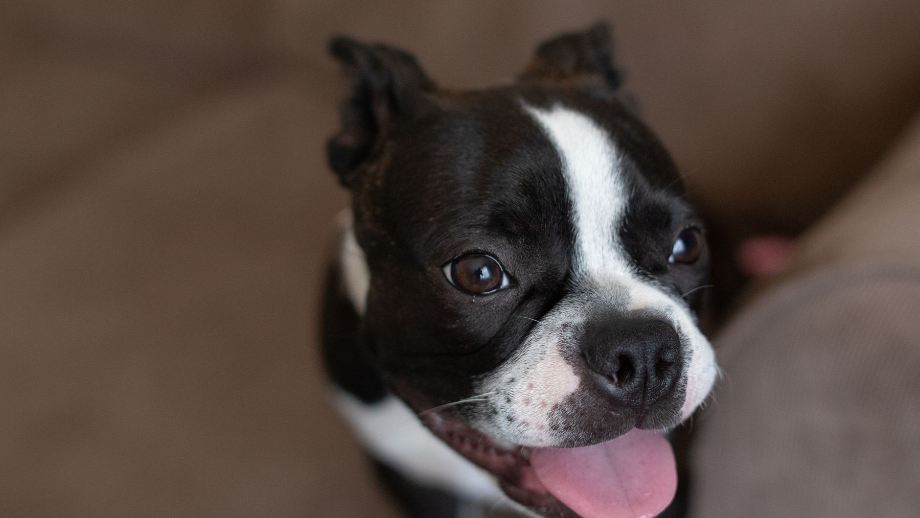 Boston Terrier con orejas erguidas y expresión atenta mirando hacia arriba