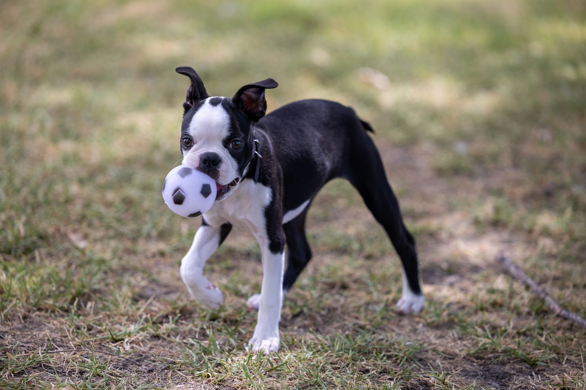 Cachorro de Boston Terrier jugando al aire libre sobre hierba