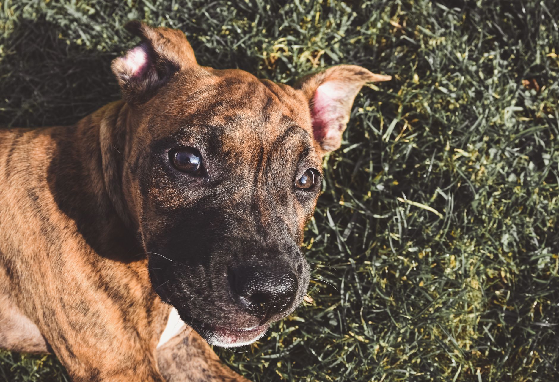 Cachorro de Bóxer jugando, raza cariñosa y protectora con los niños