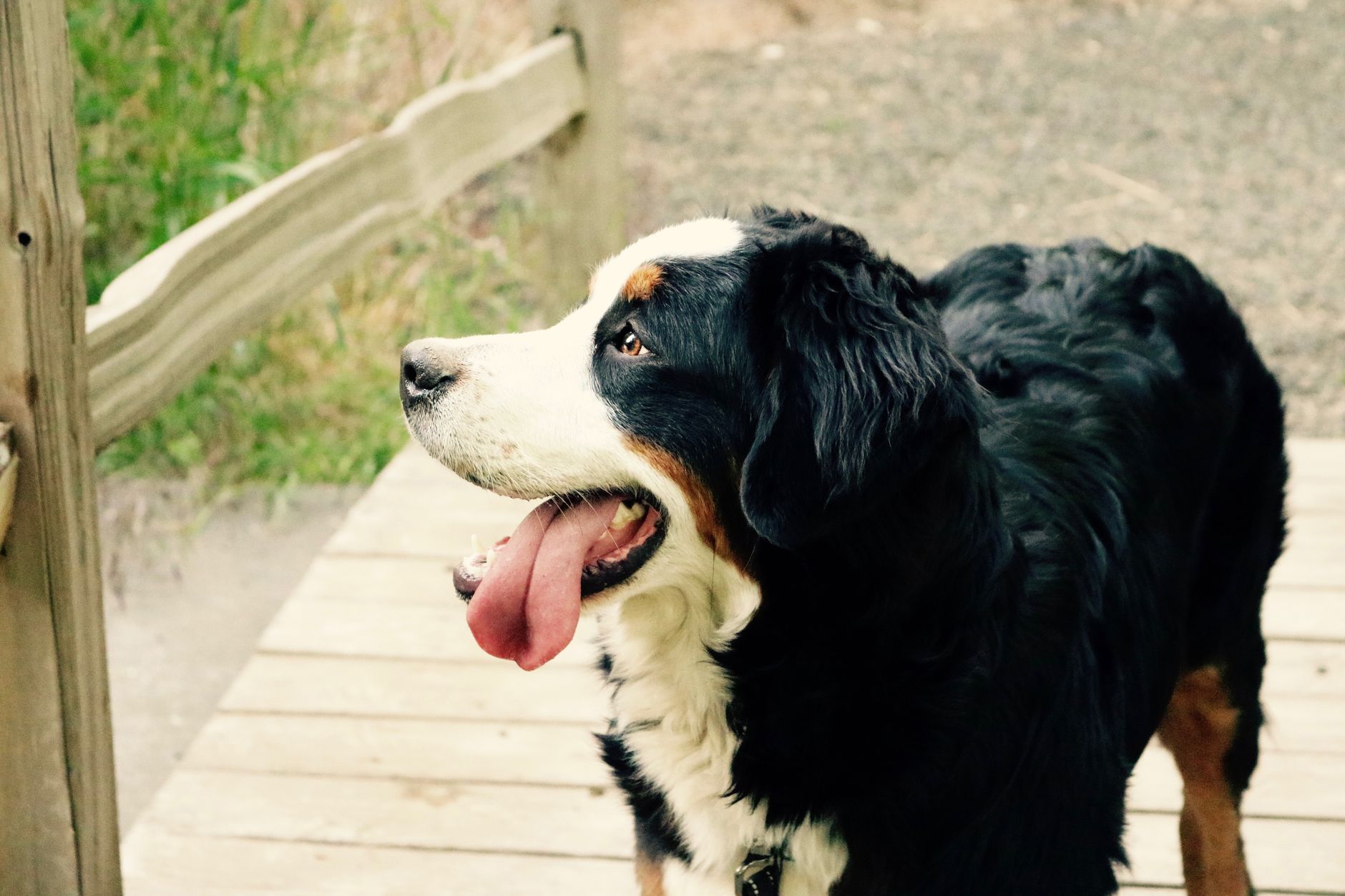 Boyero de Berna adulto, raza de perro suiza de pelaje tricolor
