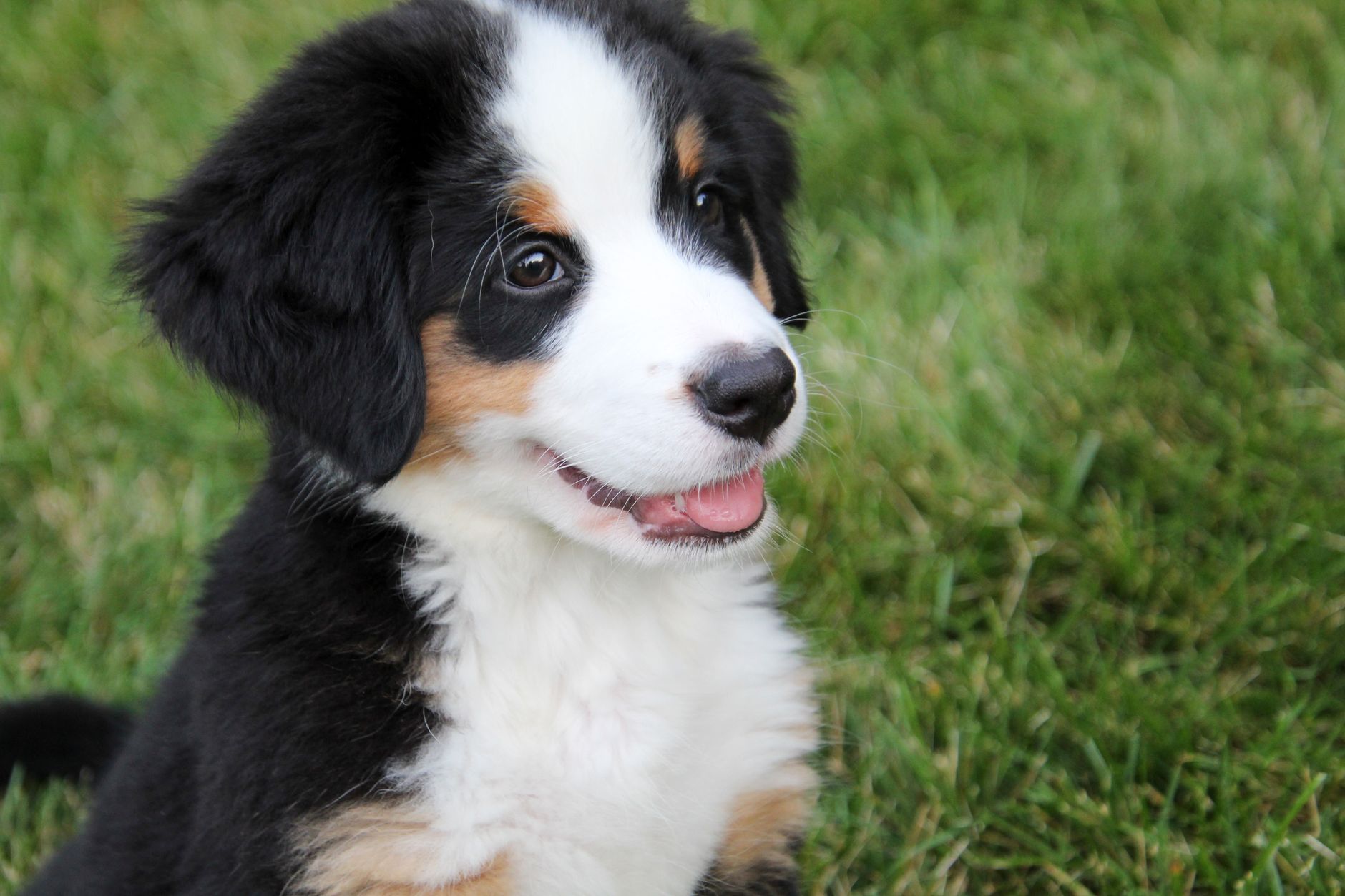 Cachorro de Boyero de Berna, raza suiza de granja y compañía