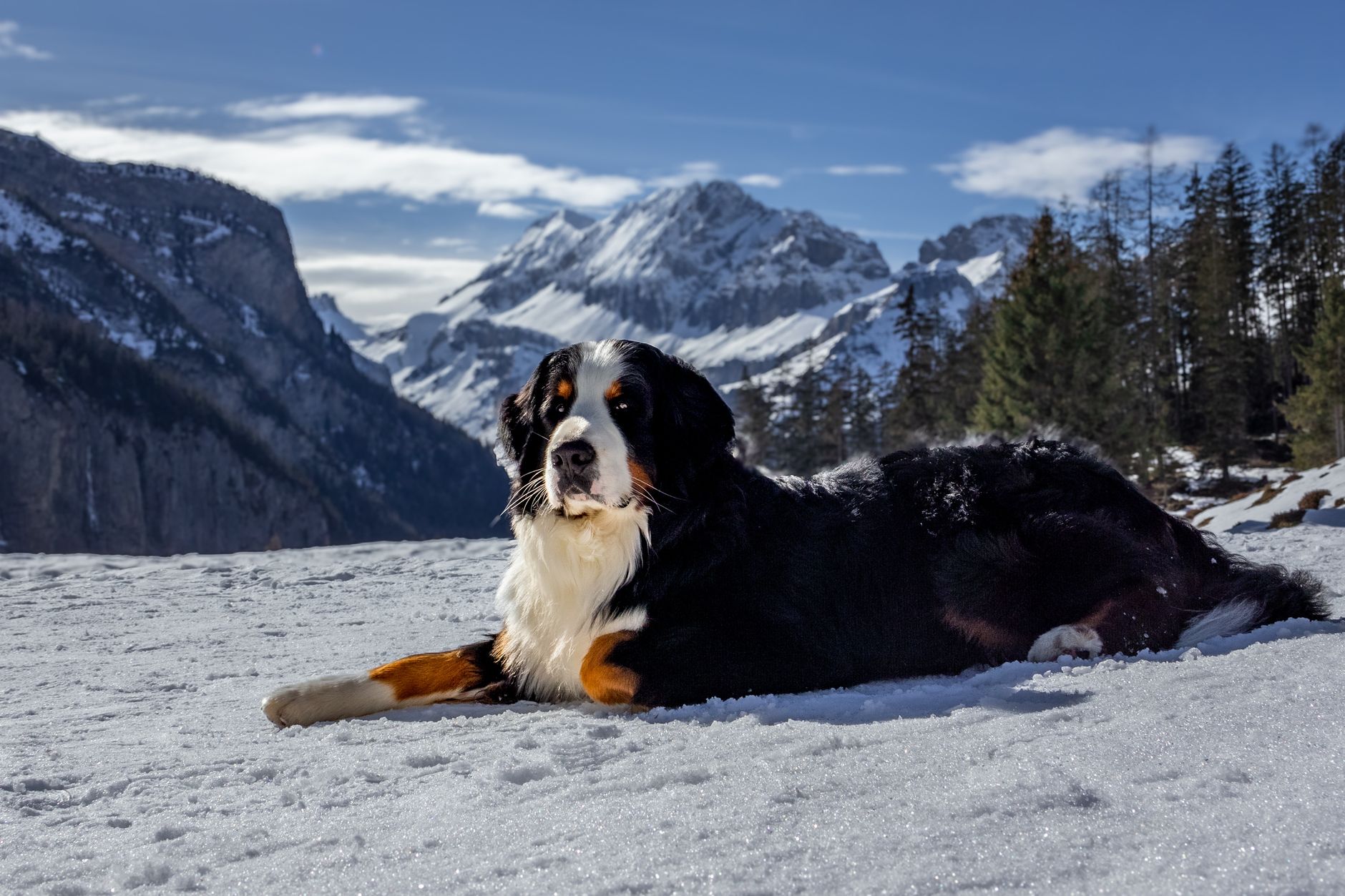 Boyero de Berna paseando al aire libre, raza de montaña suiza