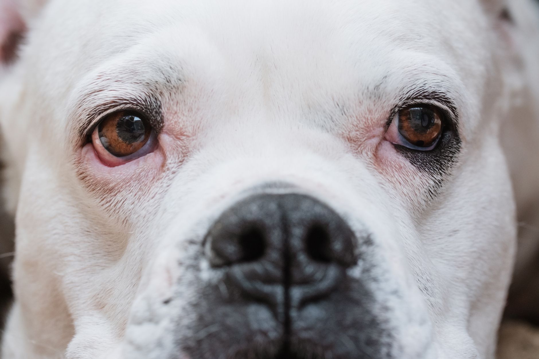 Bulldog Americano con cabeza ancha y expresión atenta