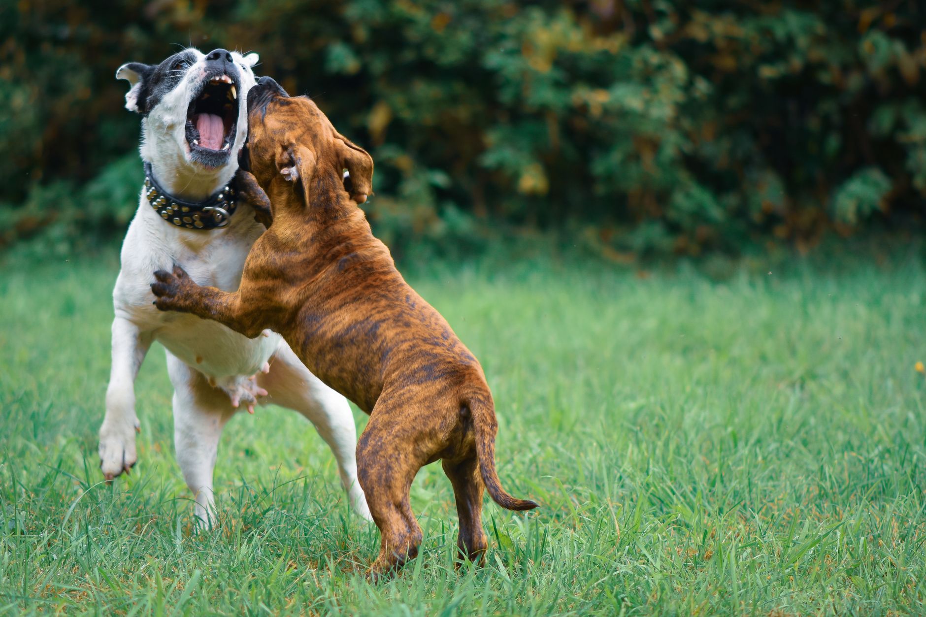 Cachorro de Bulldog Americano jugando en exterior
