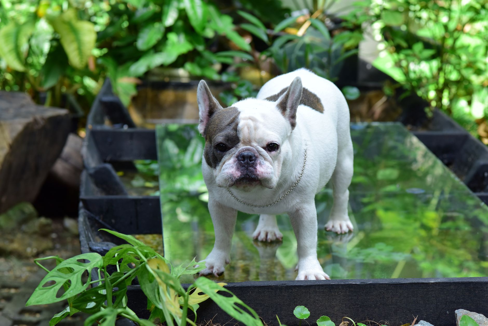 Bulldog Francés