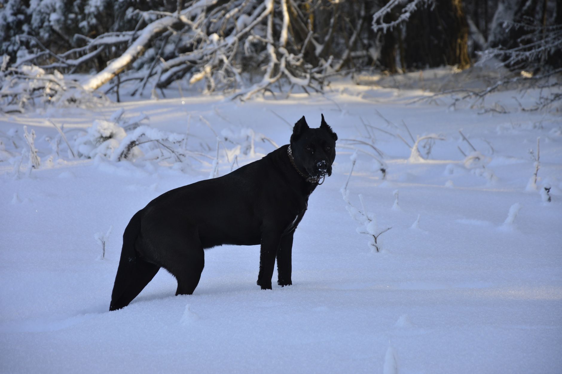 Cane Corso adulto negro de pie mostrando su porte musculoso y guardián