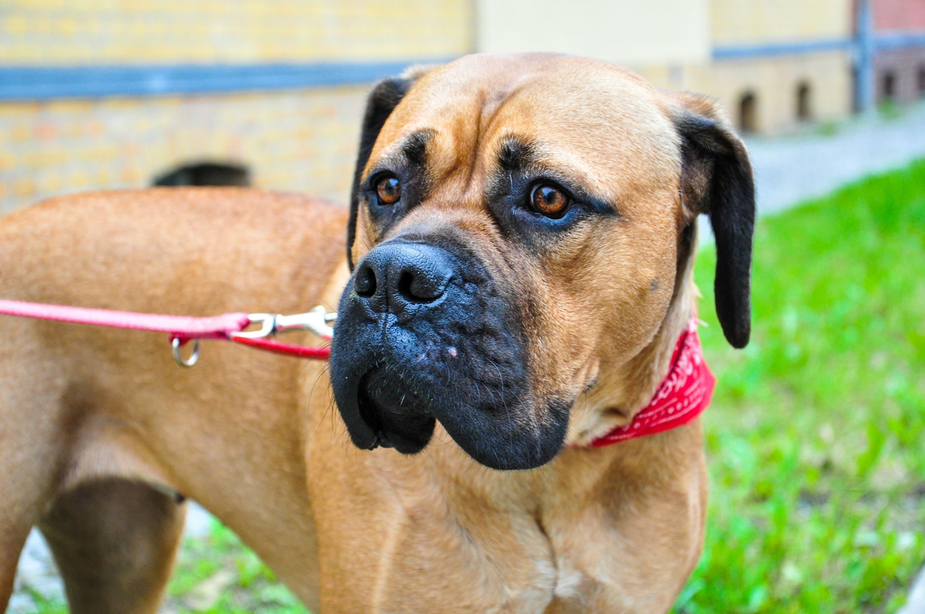 Retrato de Cane Corso mostrando su cabeza ancha, hocico corto y expresión de alerta