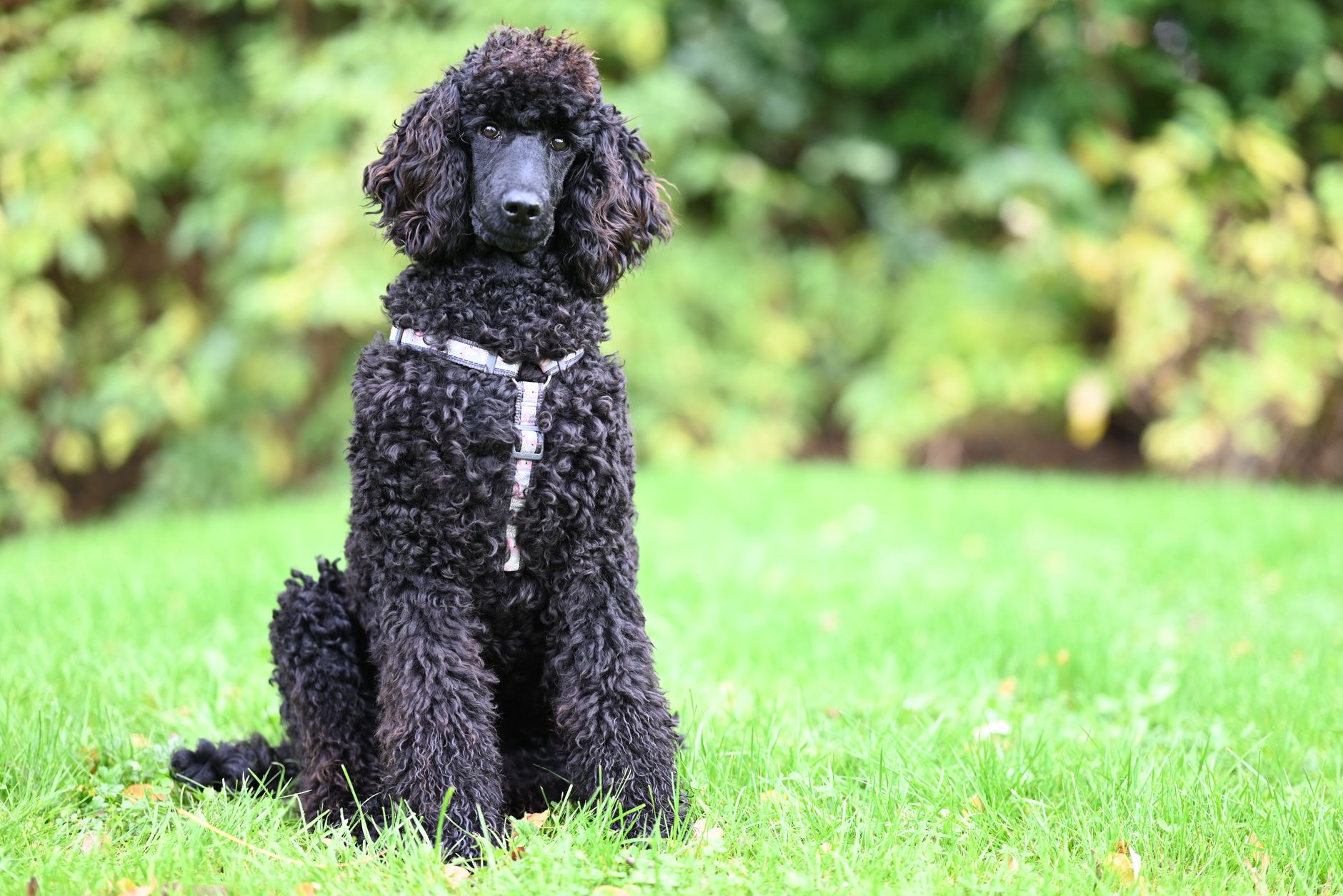 Caniche (Poodle) de pelo rizado, raza inteligente y versátil