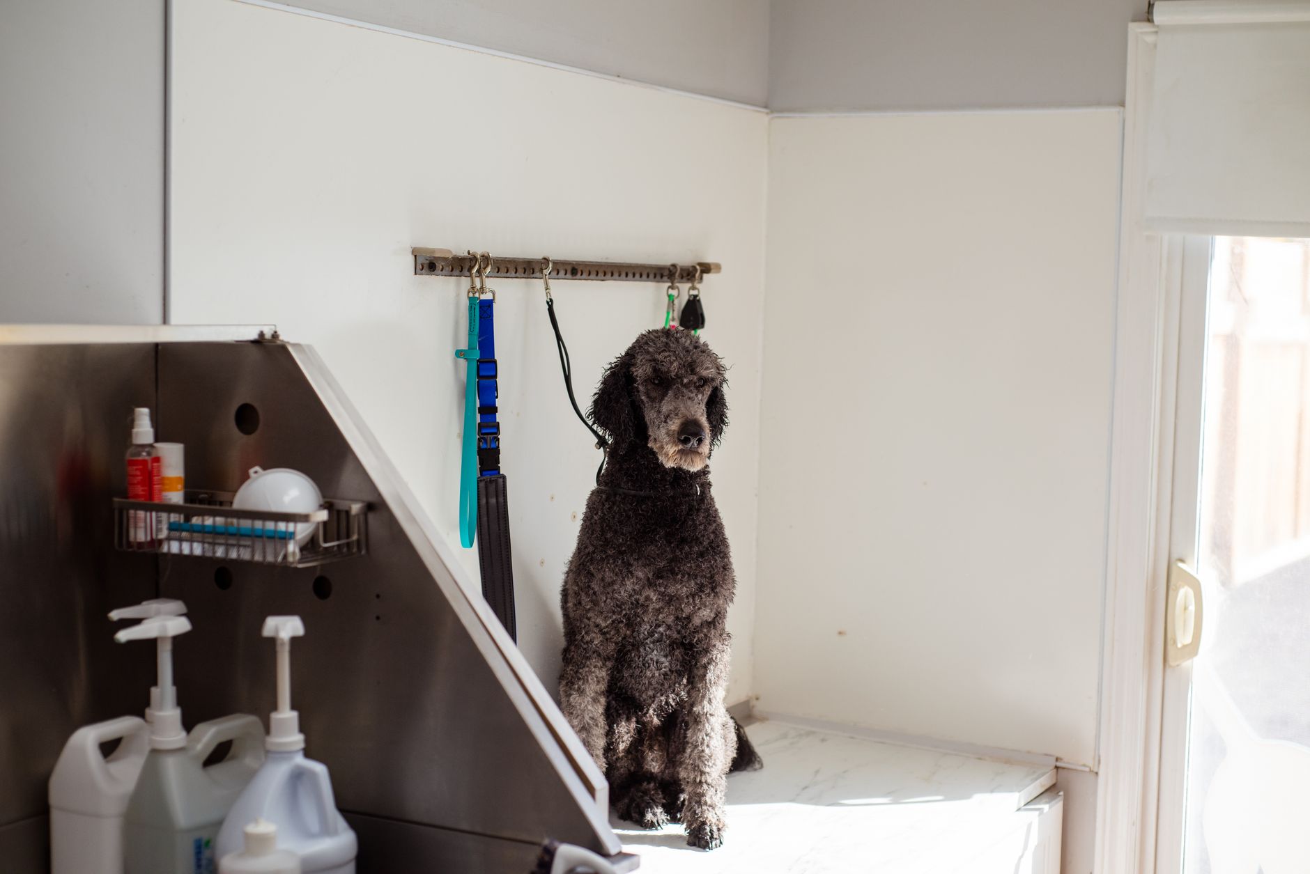 Caniche con corte de pelo característico, raza francesa de compañía