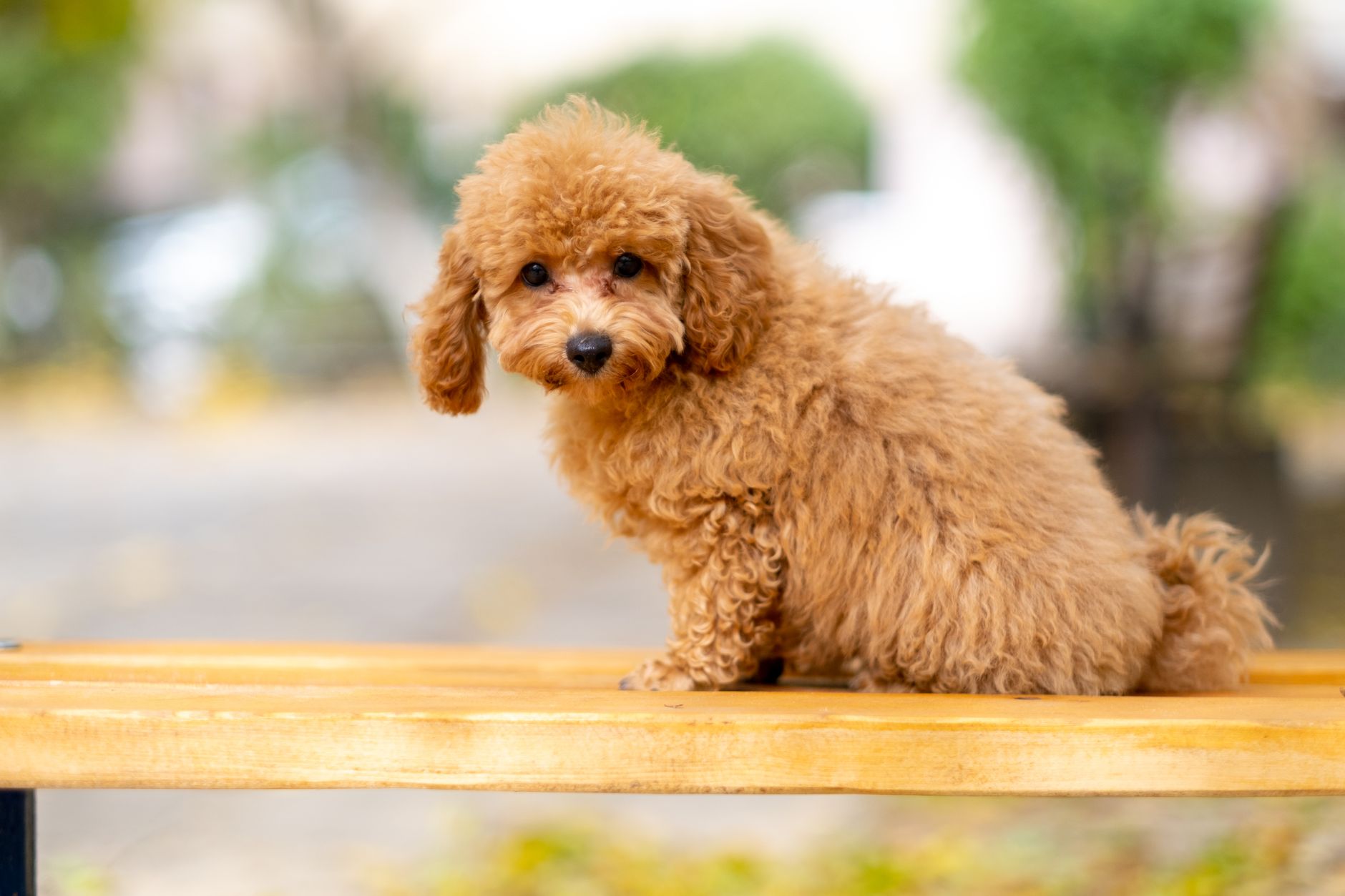 Caniche jugando al aire libre, raza versátil en cuatro tamaños