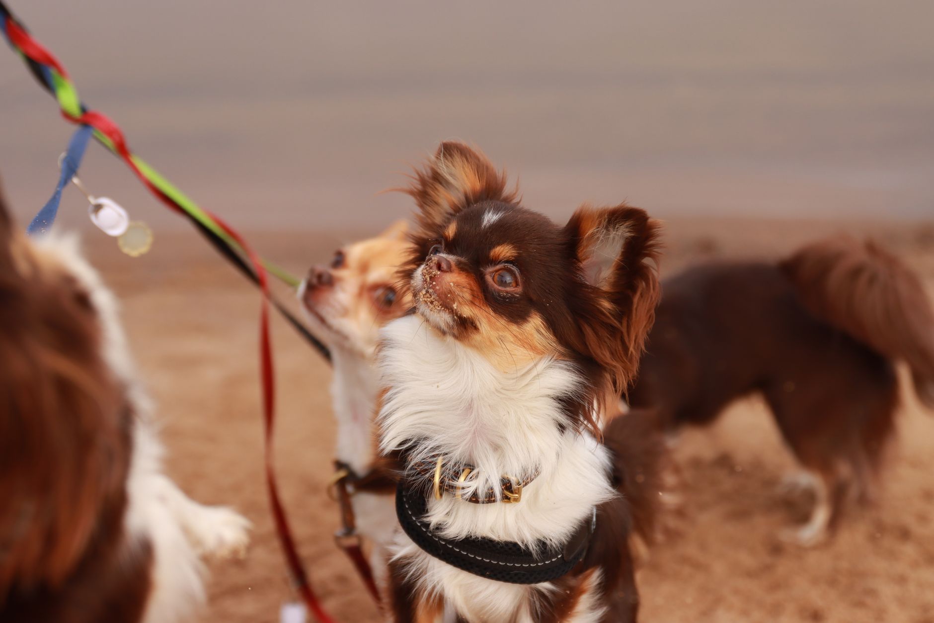 Chihuahua adulto, la raza de perro más pequeña del mundo