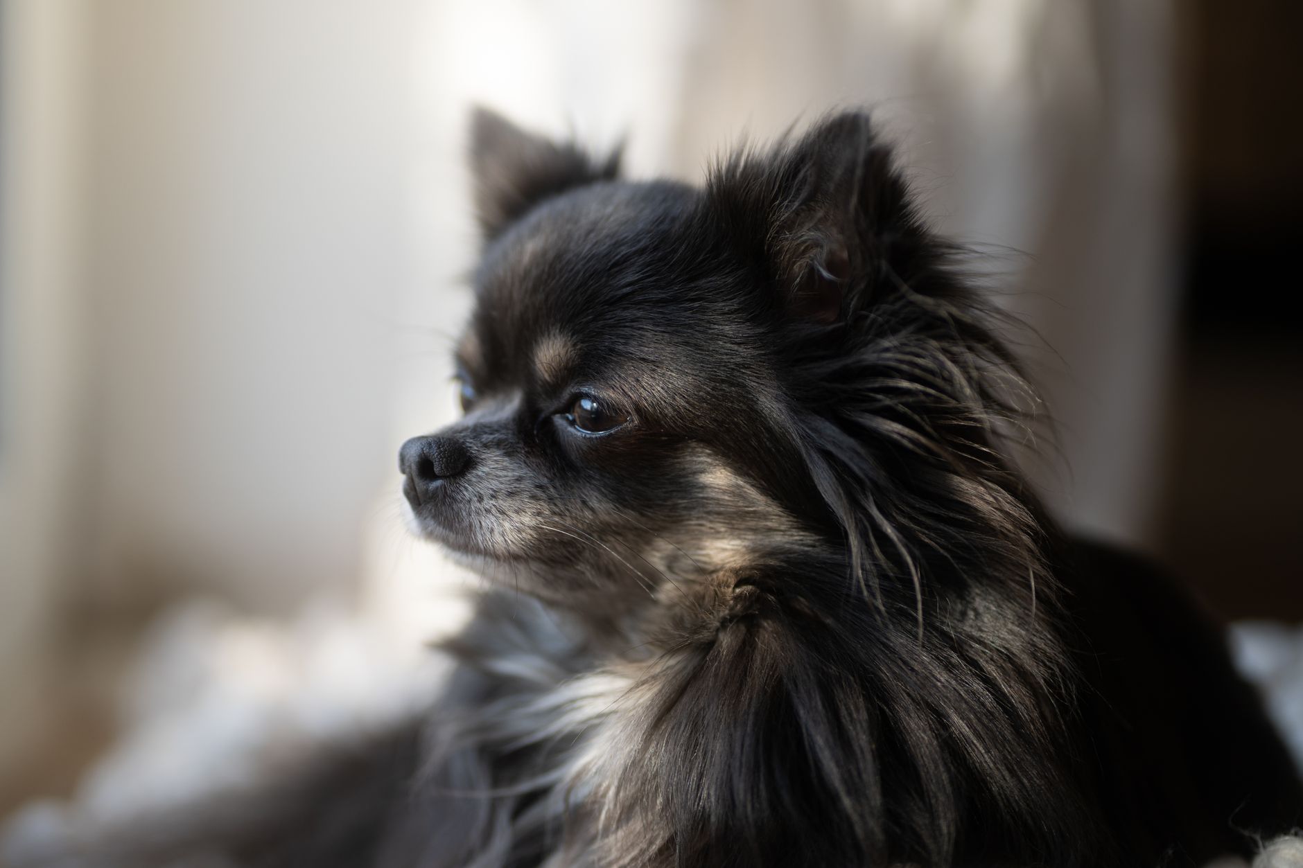 Chihuahua de pelo corto paseando, raza mexicana de compañía