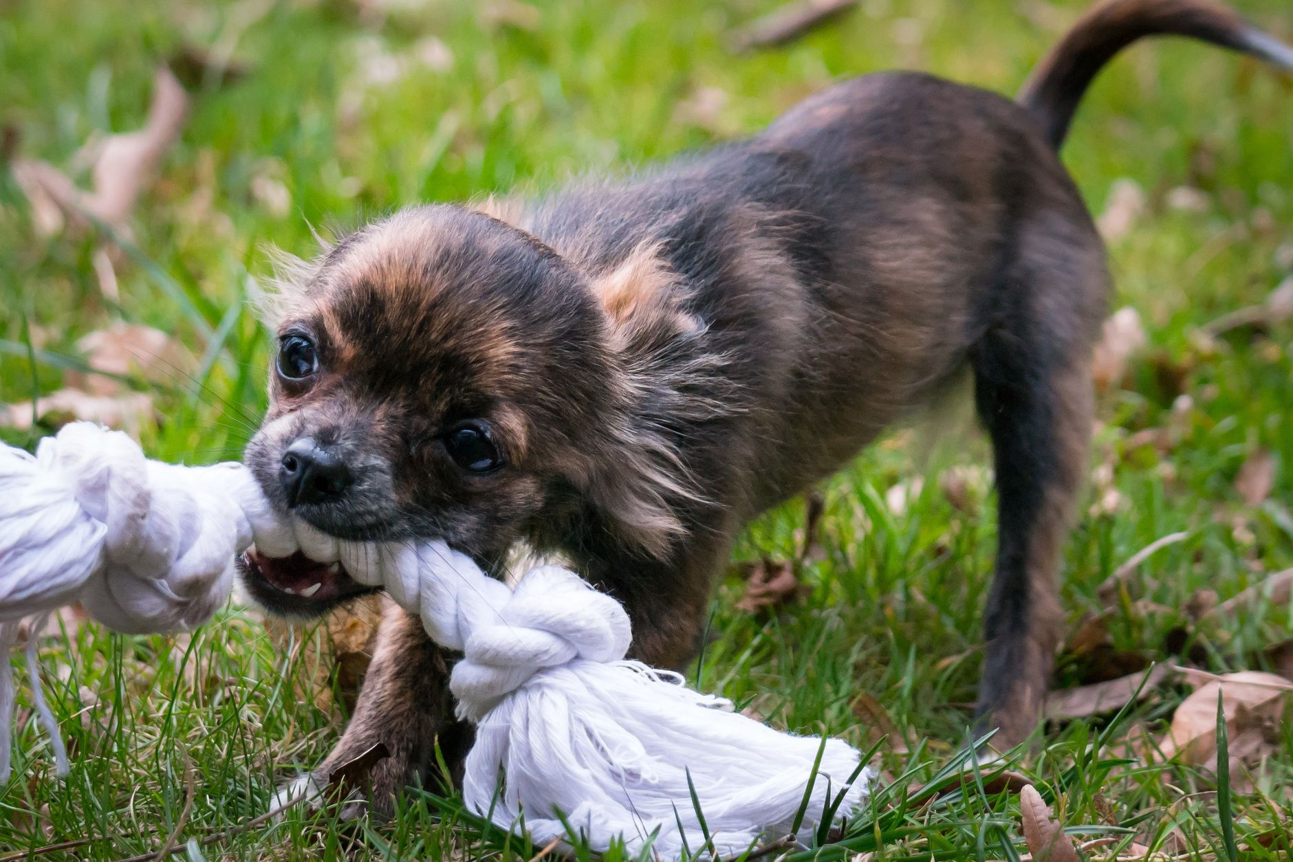 Chihuahua pequeño en brazos, raza ideal para pisos y vida urbana