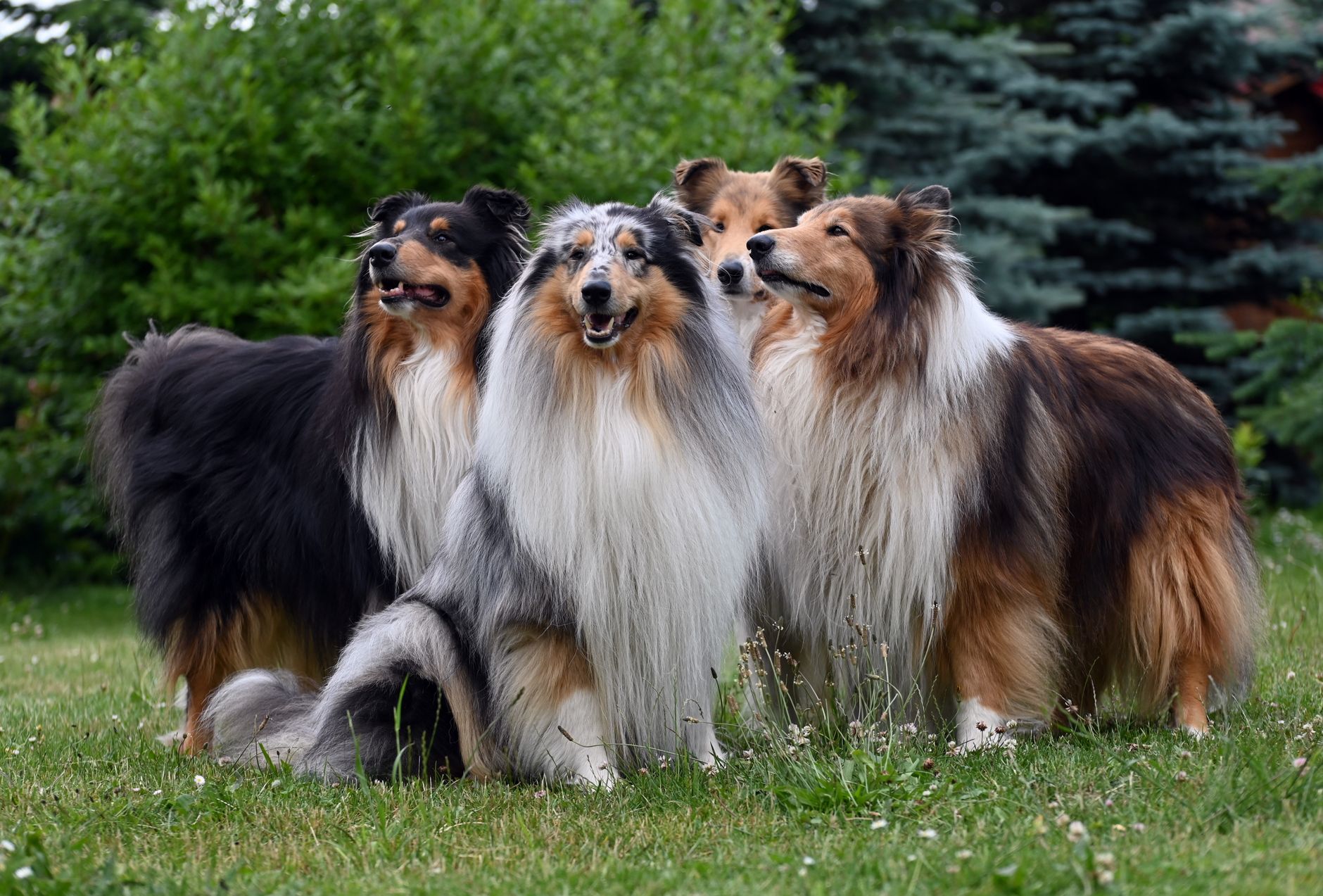 Collie adulto de pelo largo, raza de pastor escocés