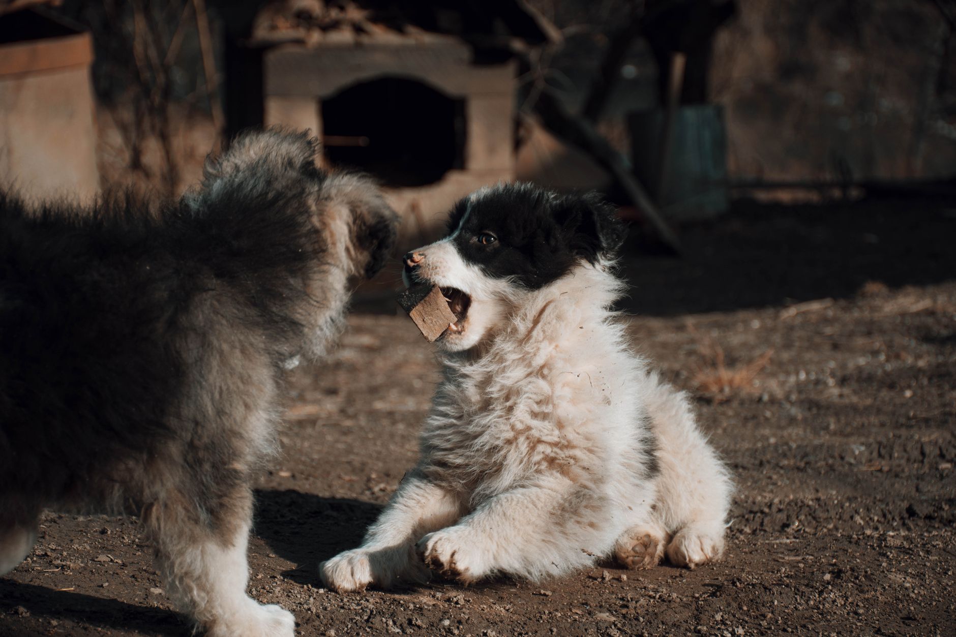 Cachorro de Collie, raza de pastor escocés de pelo largo