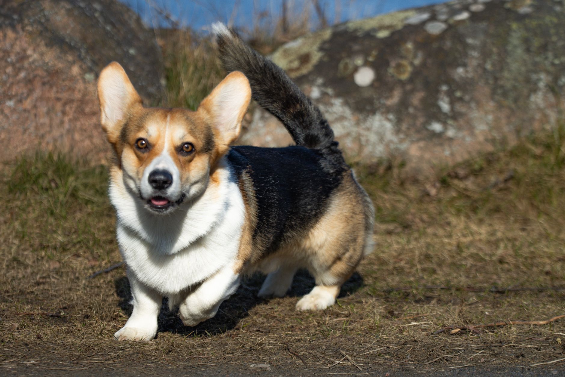 Corgi Galés de Pembroke de pie sobre hierba mostrando su cuerpo alargado y patas cortas