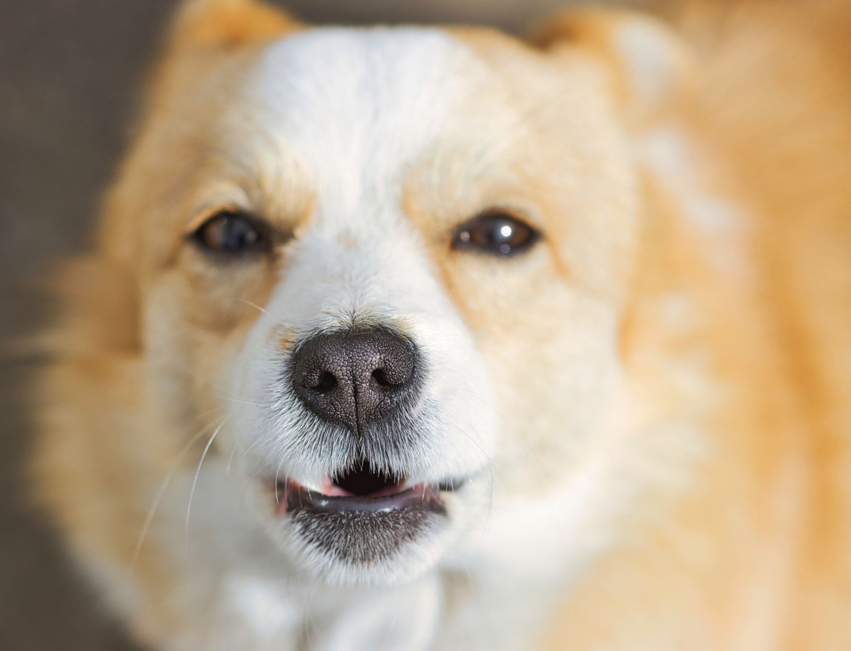 Corgi Galés de Pembroke con orejas erguidas y expresión atenta
