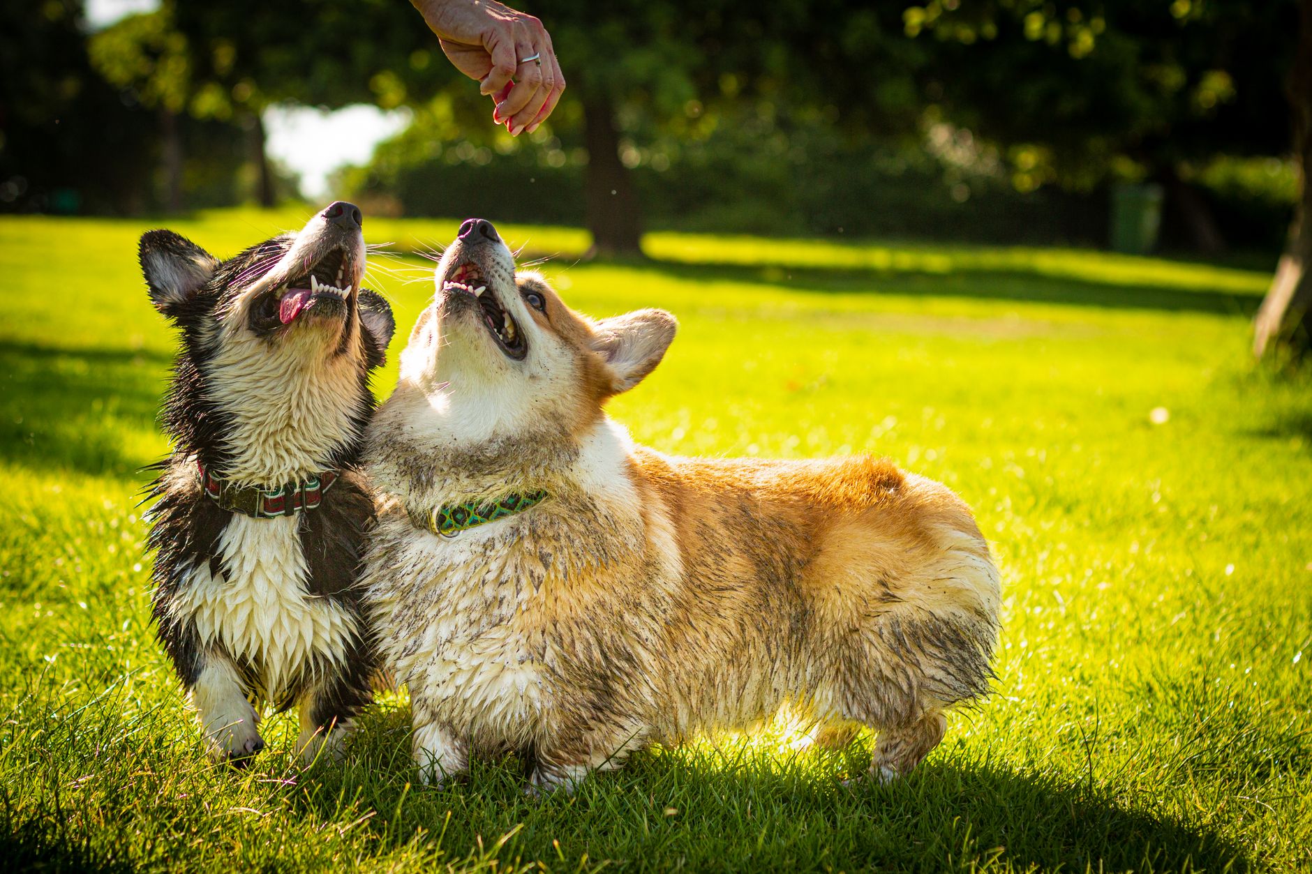 Cachorro de Corgi jugando sobre hierba en exterior