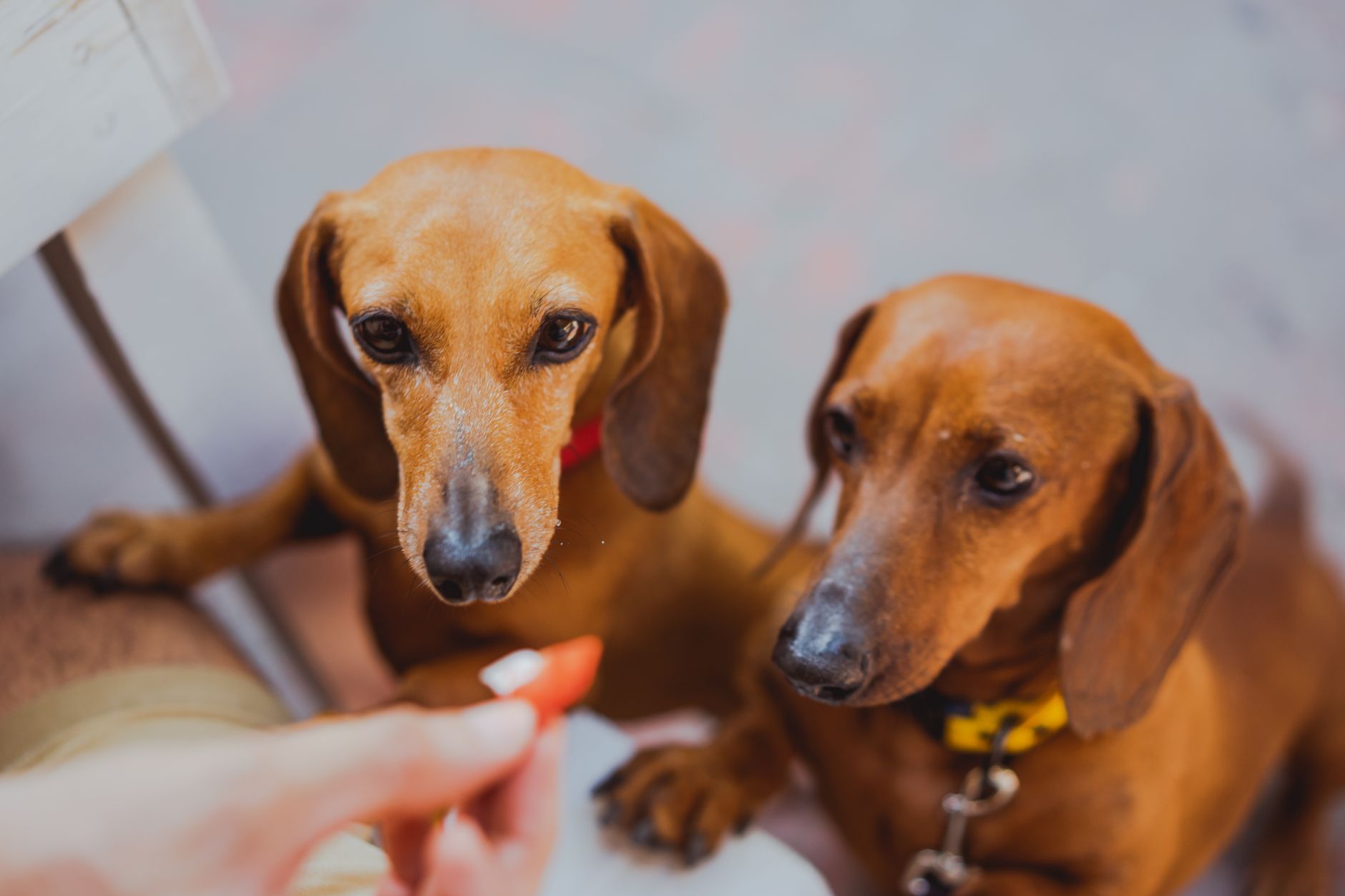 Dachshund adulto con su cuerpo alargado característico y expresión vivaz