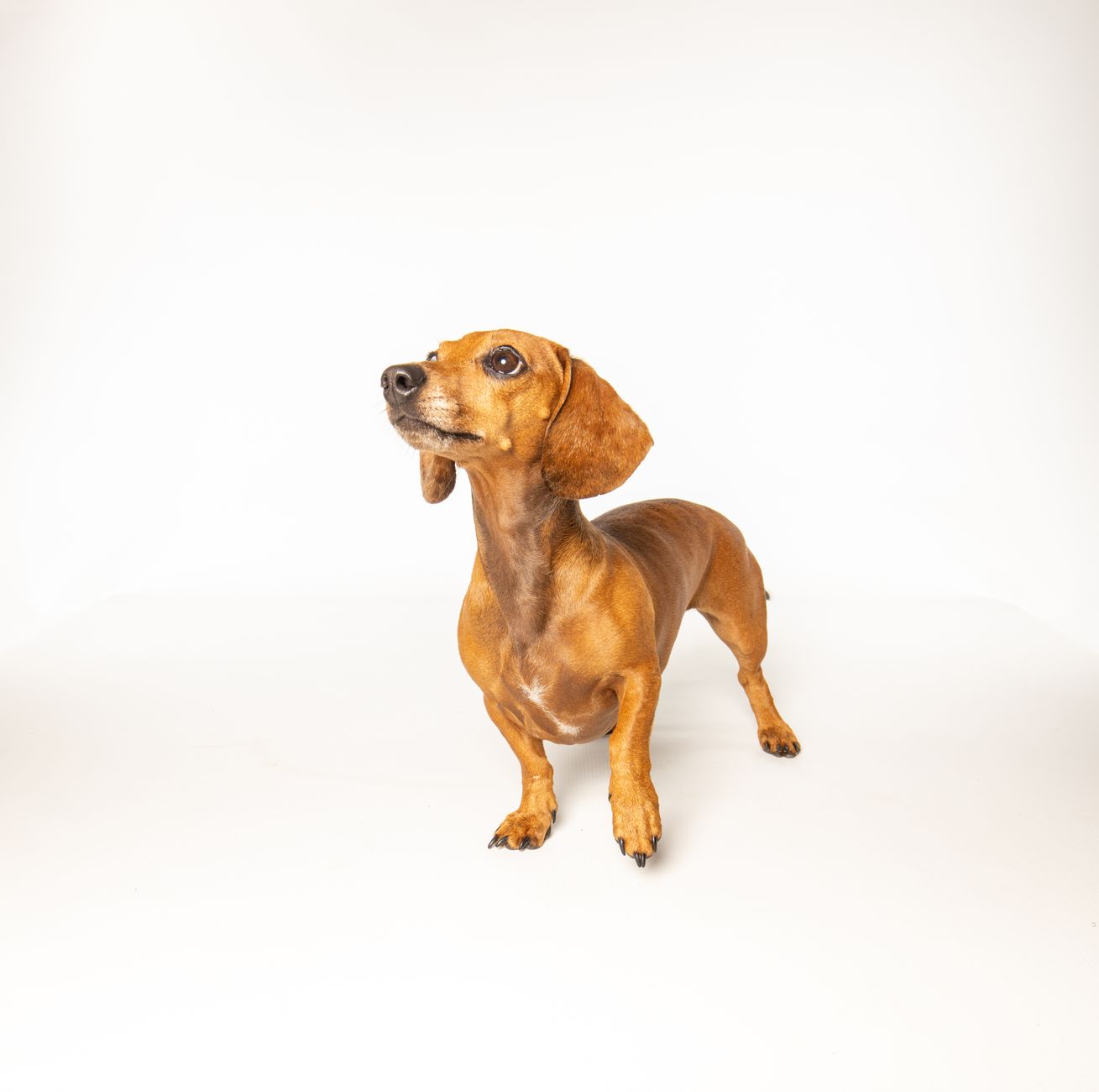 Dachshund de pelo corto marrón con expresión alerta y característica silueta alargada