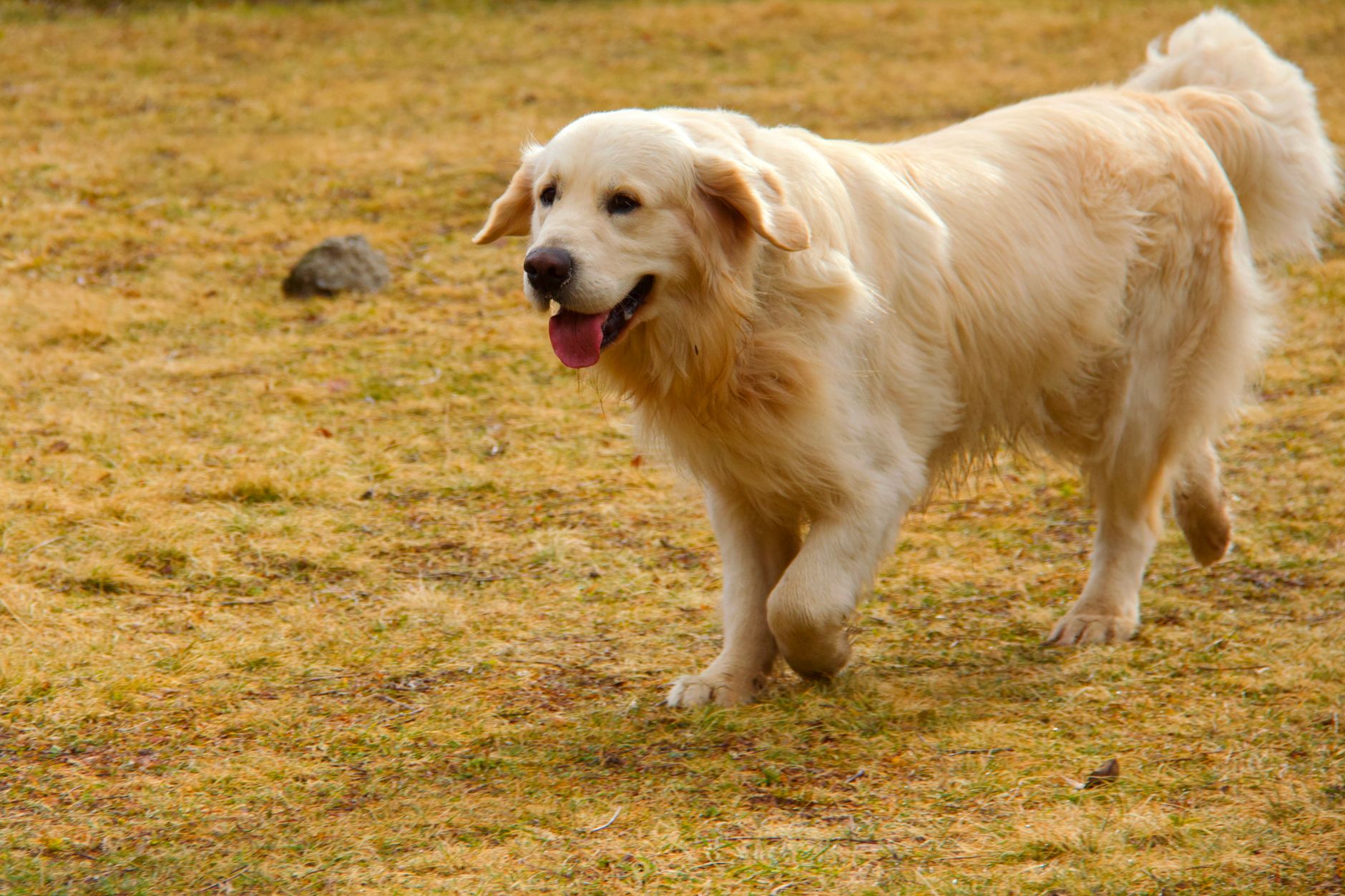 Golden Retriever corriendo al aire libre