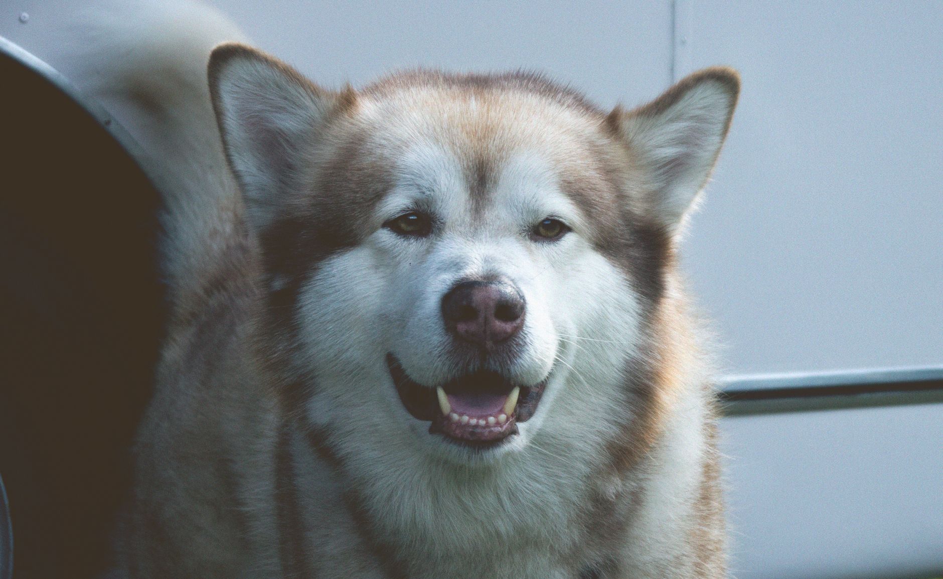 Retrato de Malamute de Alaska mostrando su cabeza ancha y expresión de lobo