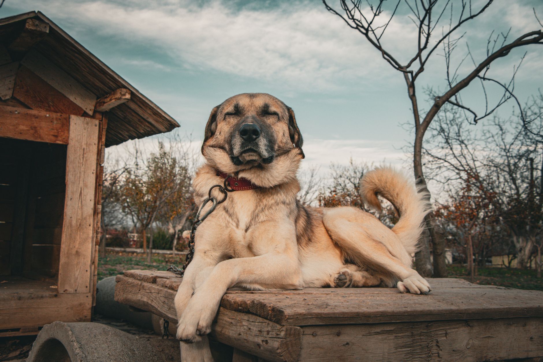 Mastín Español adulto, raza de perro guardián de ganado