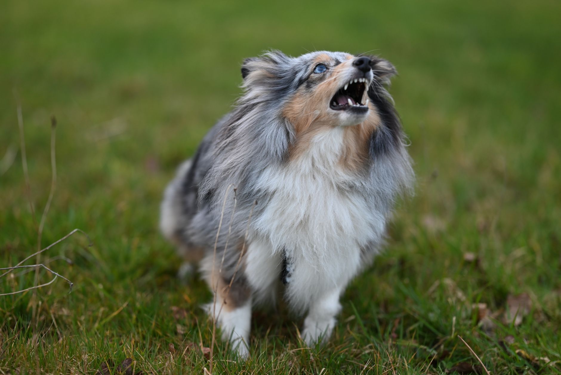Cachorro de Pastor de Shetland jugando sobre hierba en exterior