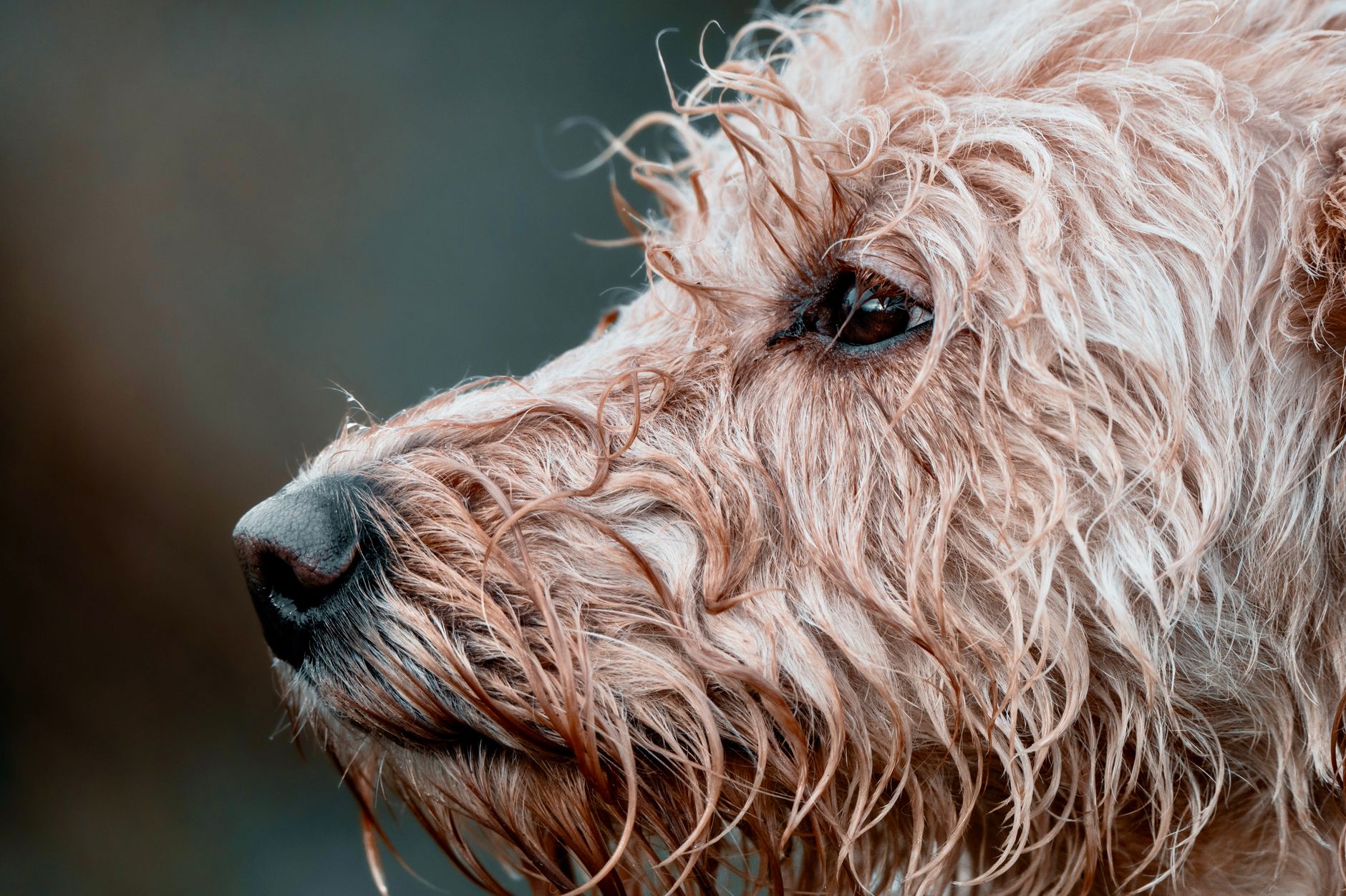 Perro de Agua Español con pelaje formando cordones naturales