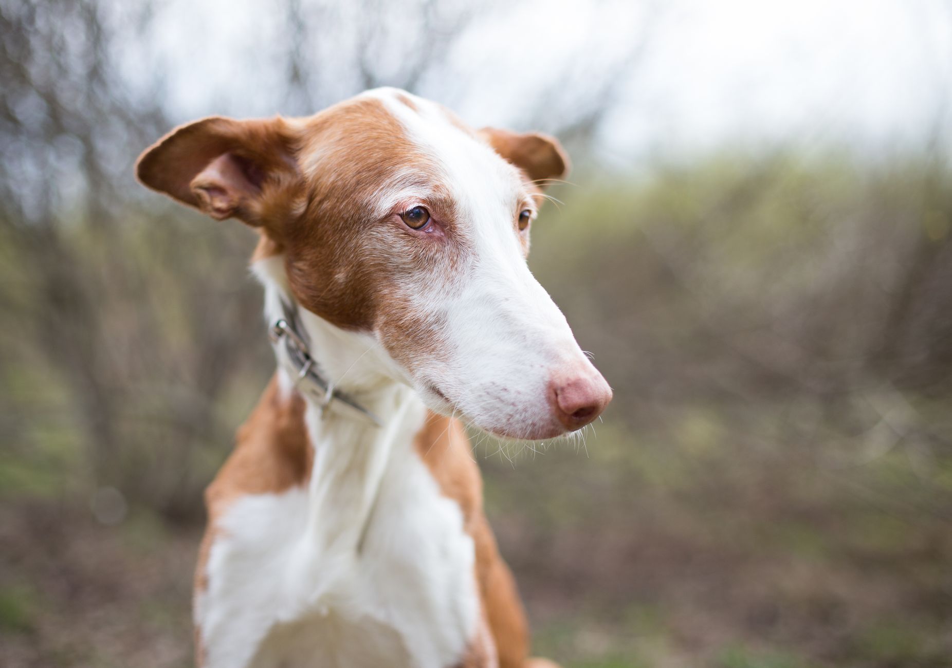 Podenco Ibicenco de perfil mostrando sus orejas erguidas características