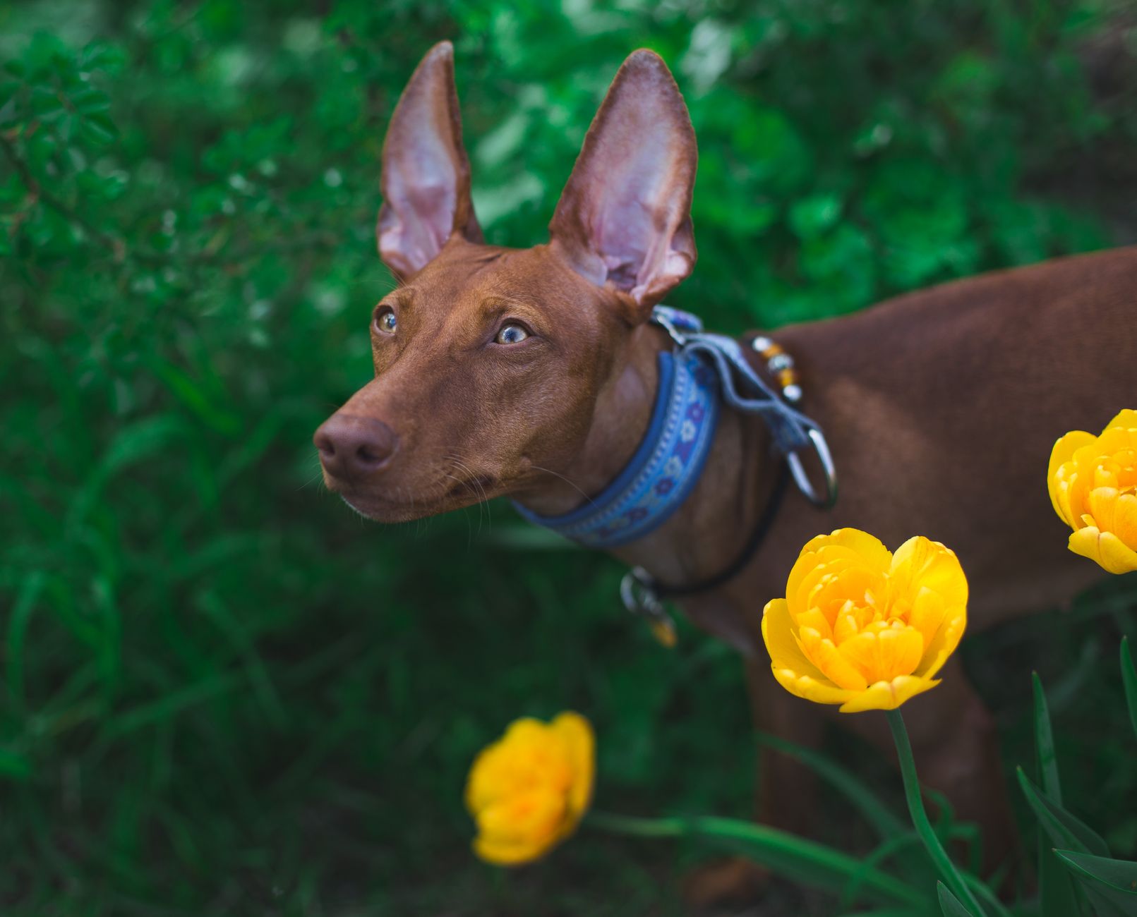 Podenco Ibicenco de color canela con las orejas en alerta al aire libre