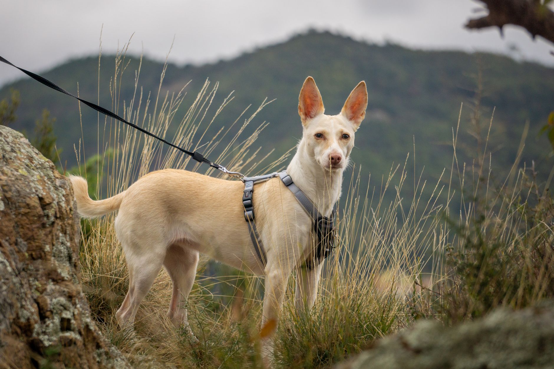 Podenco Ibicenco de color claro explorando un paisaje de montaña con correa