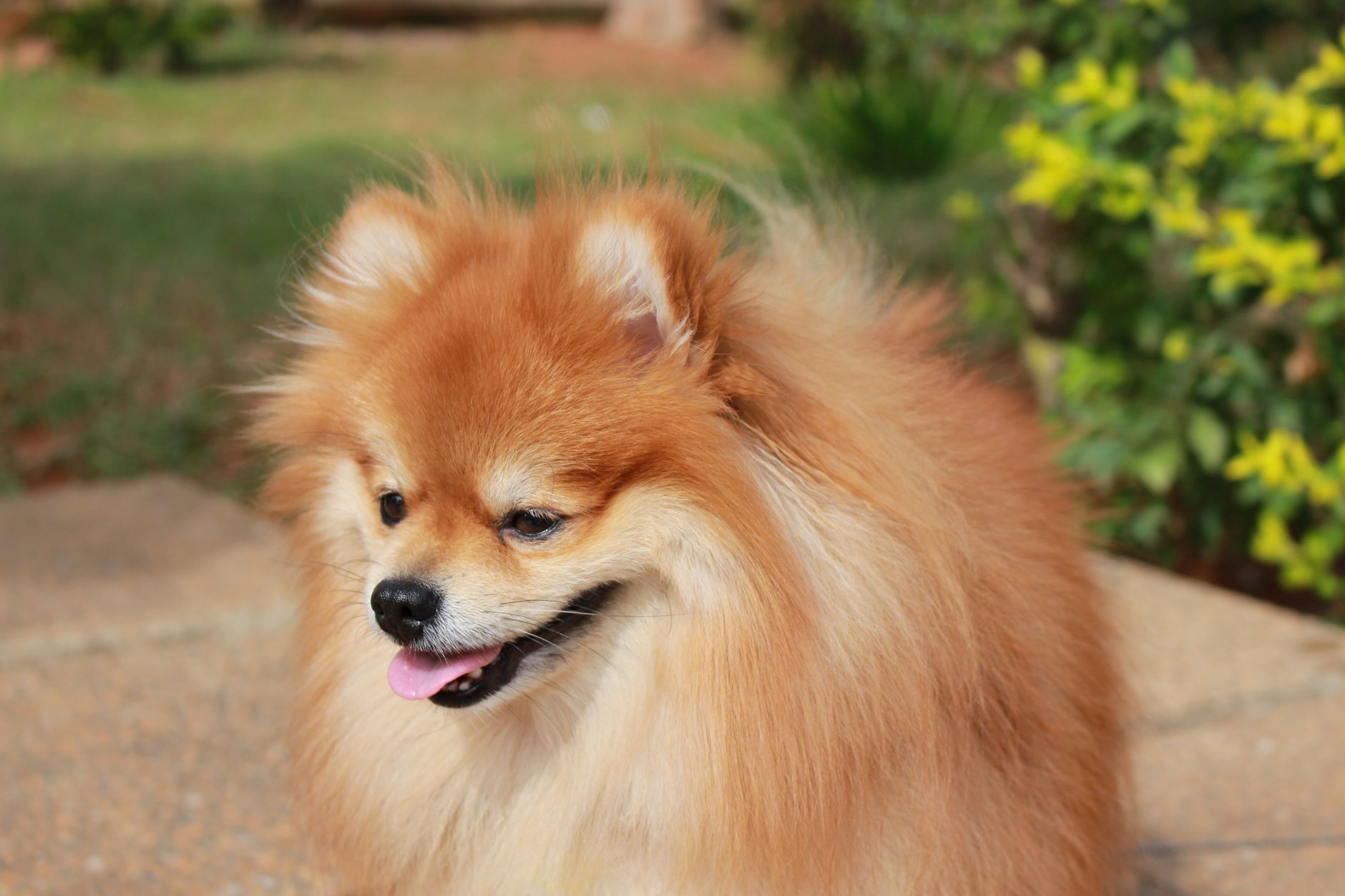 Pomerania adulto con pelaje naranja esponjoso al aire libre