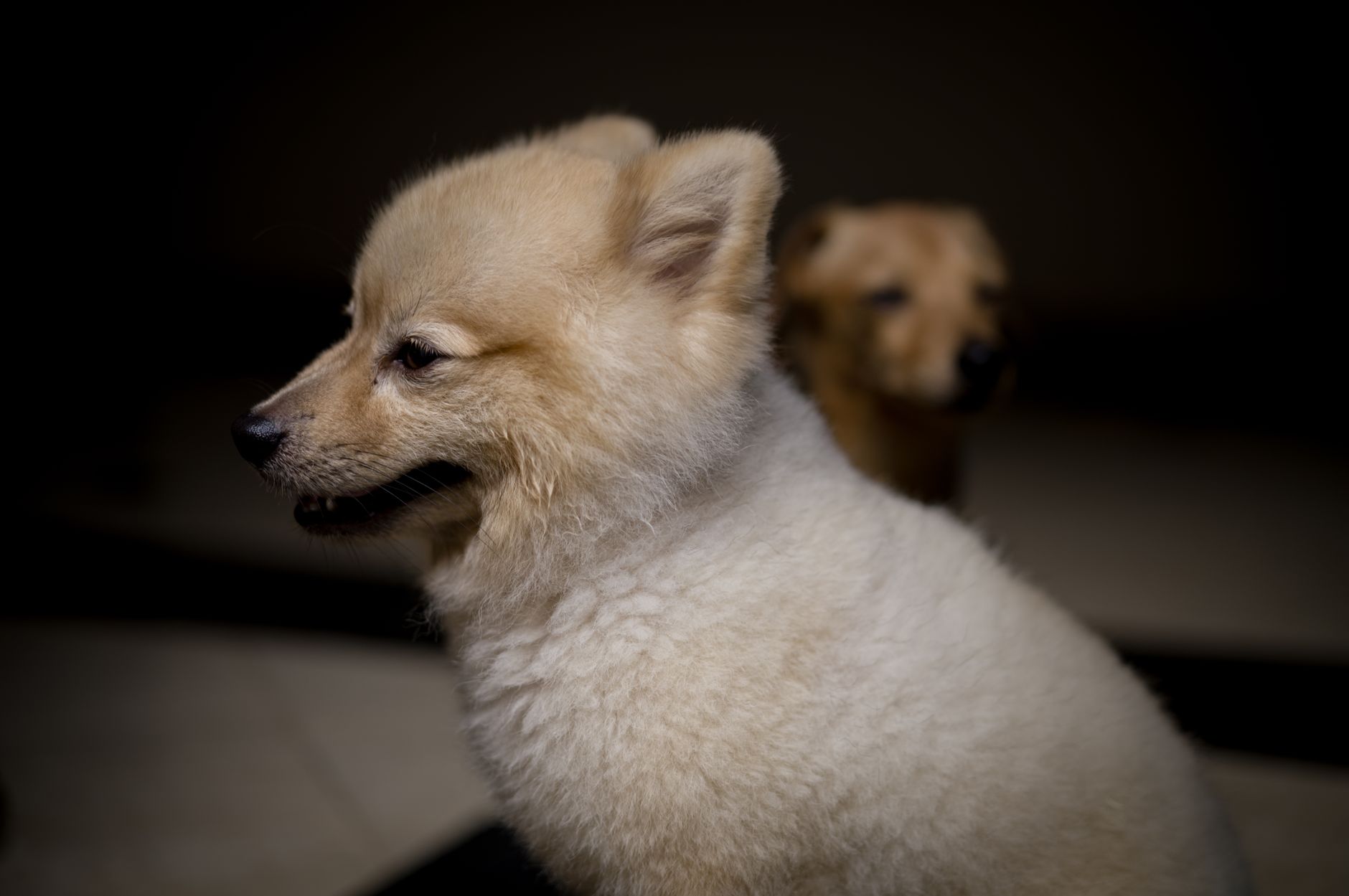 Cachorro de Pomerania pequeño sobre hierba verde