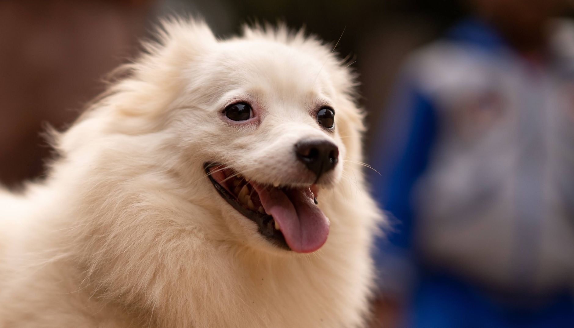 Pomerania blanco esponjoso mostrando su pelo doble en primer plano
