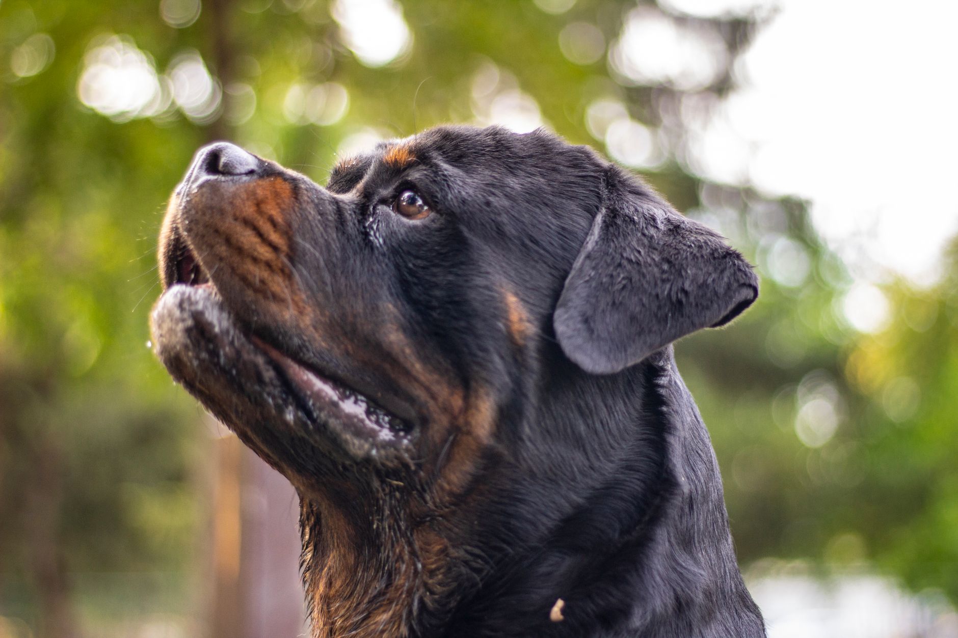 Rottweiler adulto — porte imponente y expresion serena