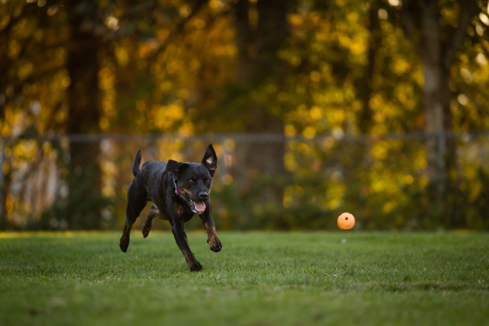 Rottweiler en el campo — ejercicio y vitalidad