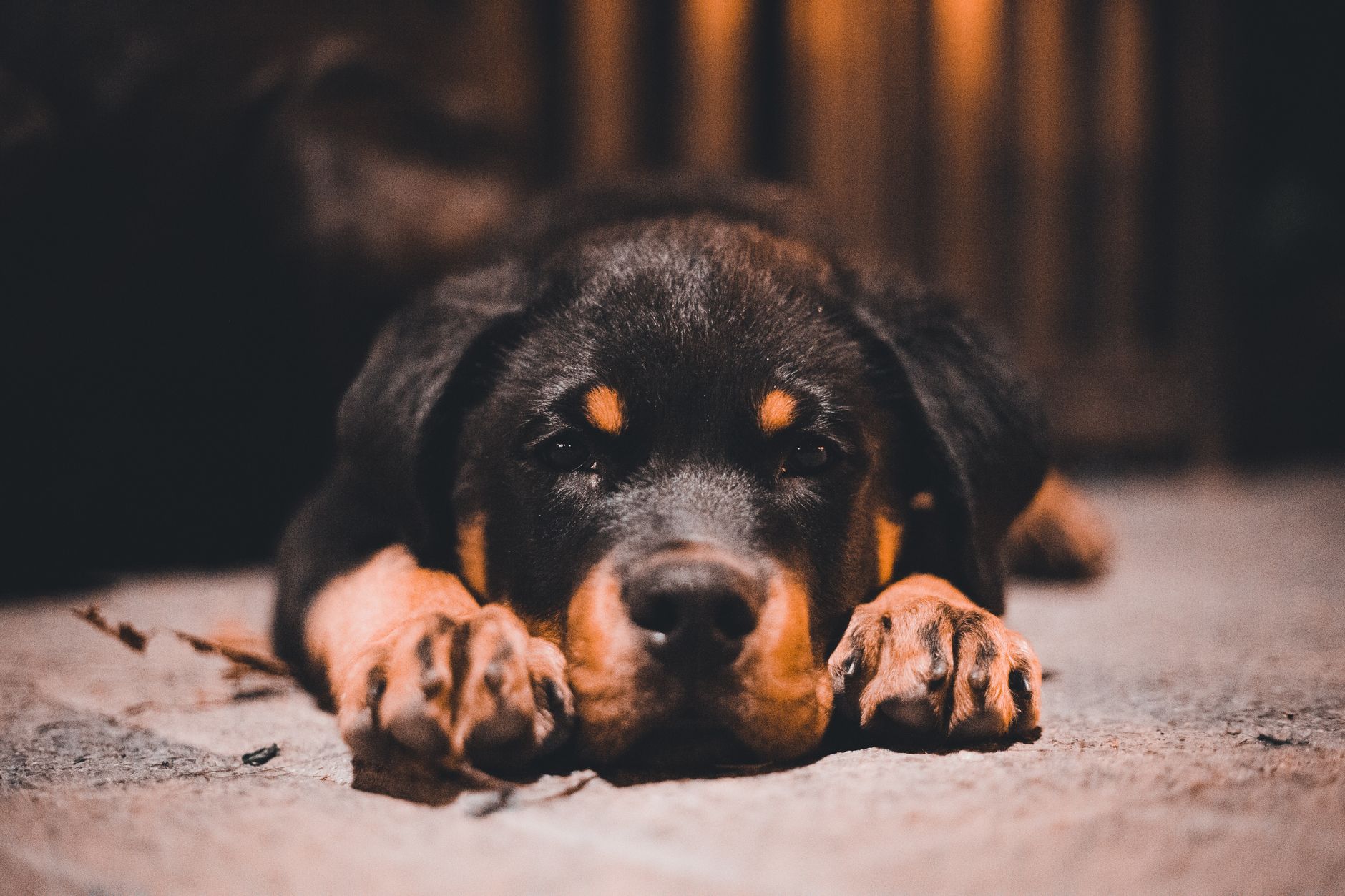 Cachorro Rottweiler — adorable y curioso