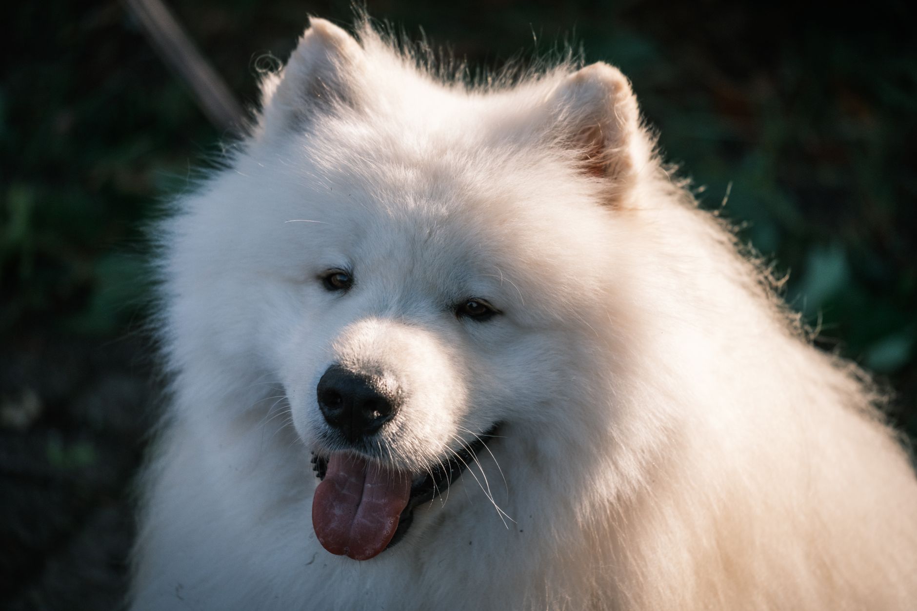 Samoyedo