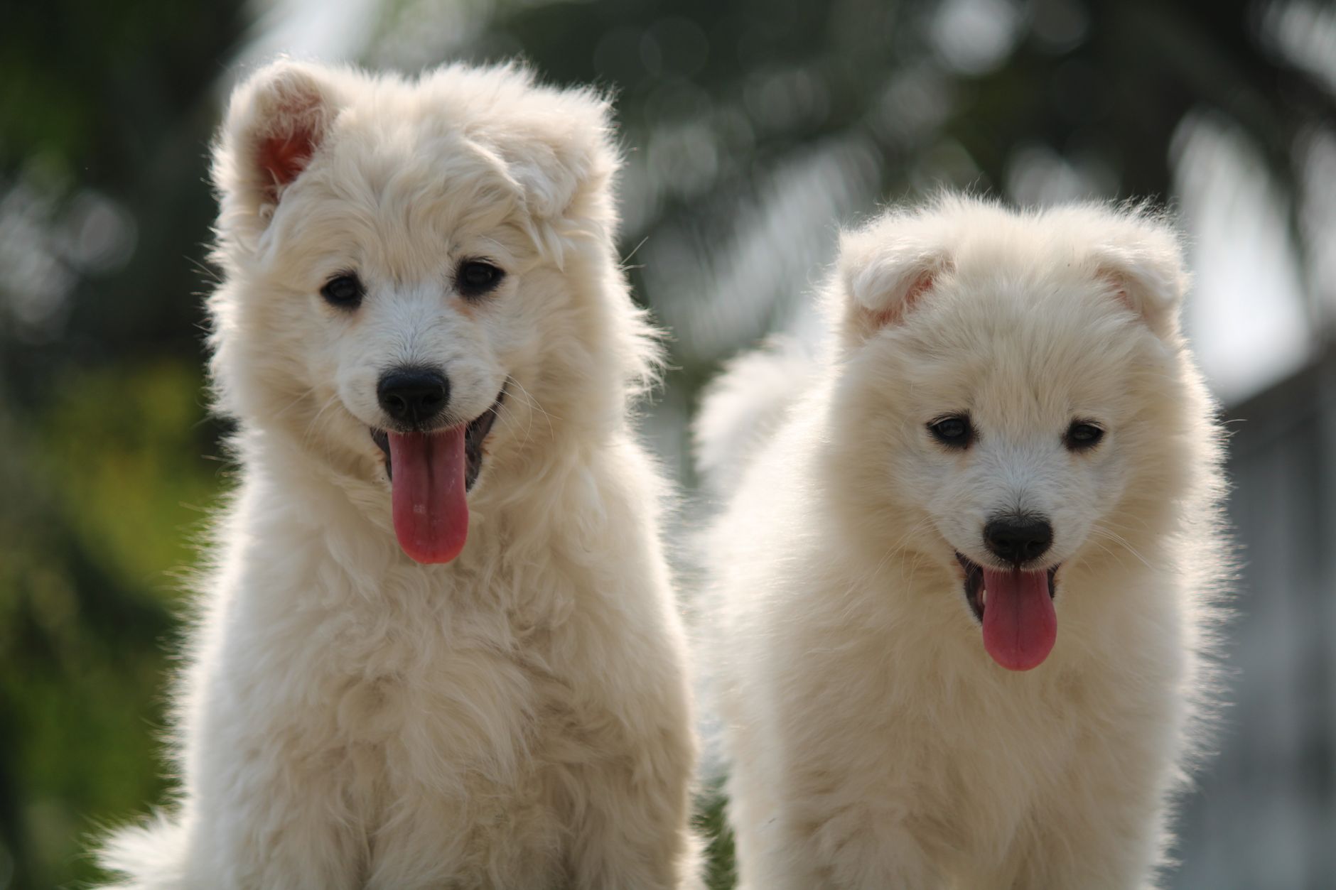Samoyedo blanco de pelaje esponjoso con expresión alegre