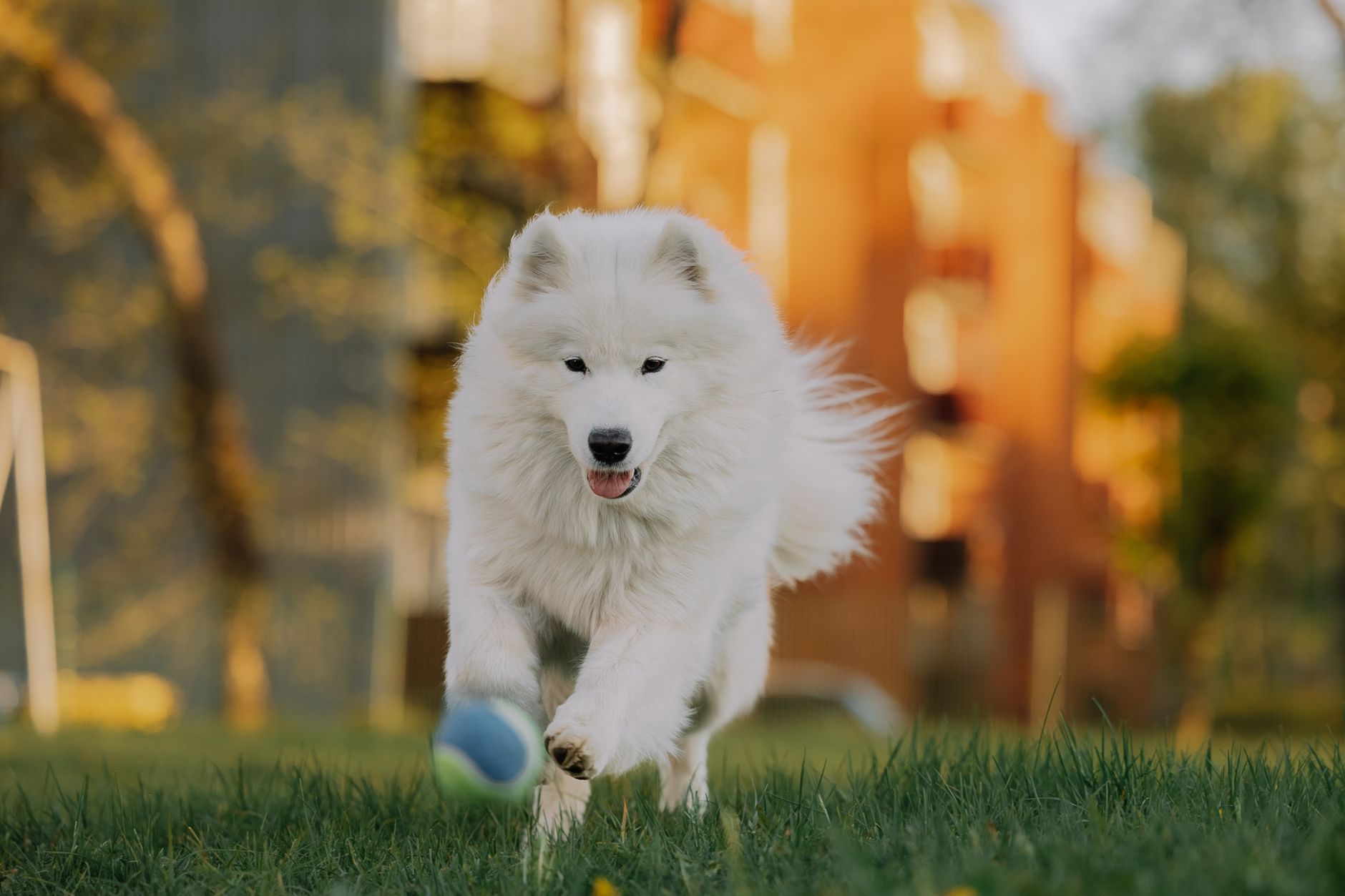Samoyedo corriendo en exterior con cola enrollada sobre el lomo