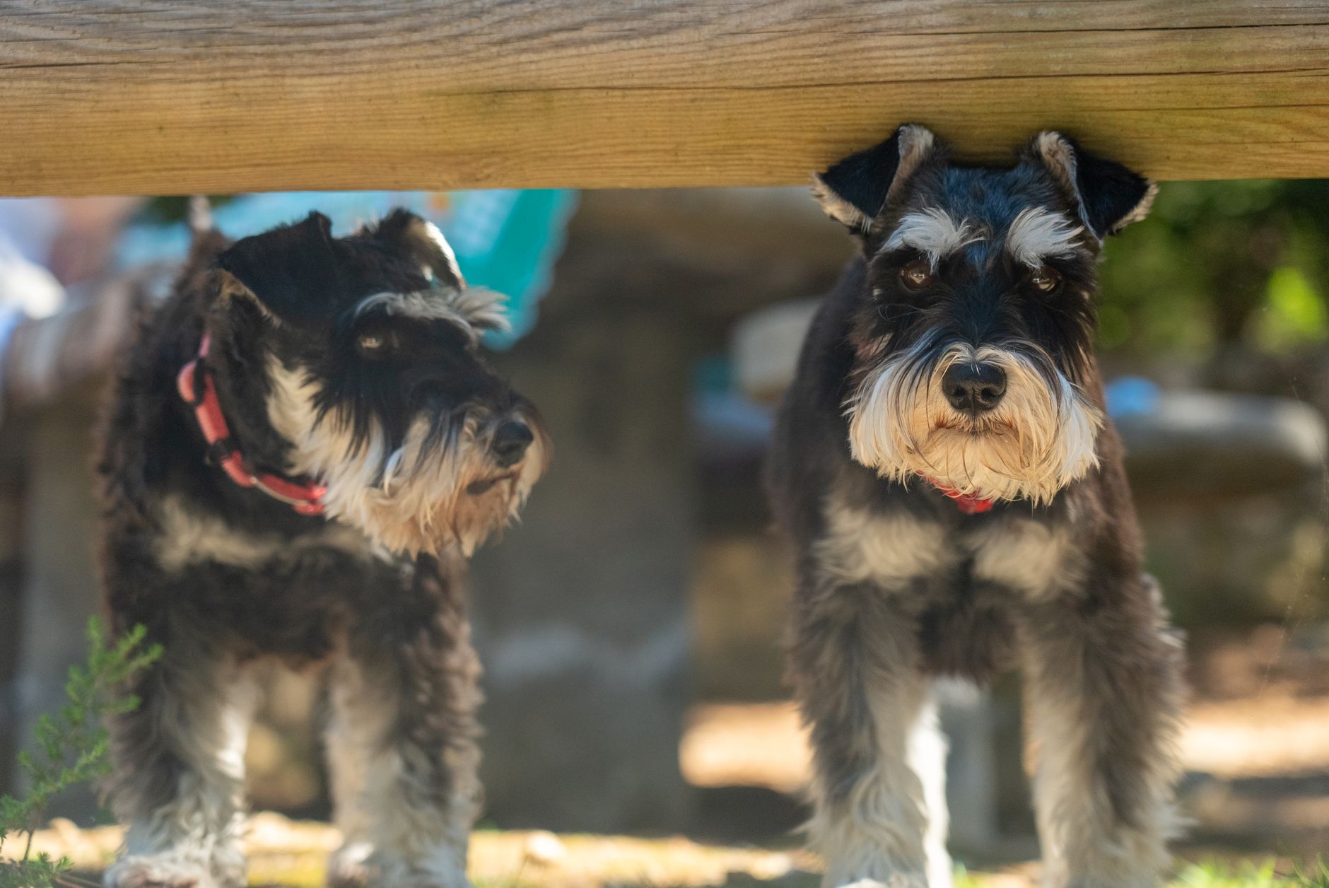 Schnauzer Miniatura retrato, perro con barba característica