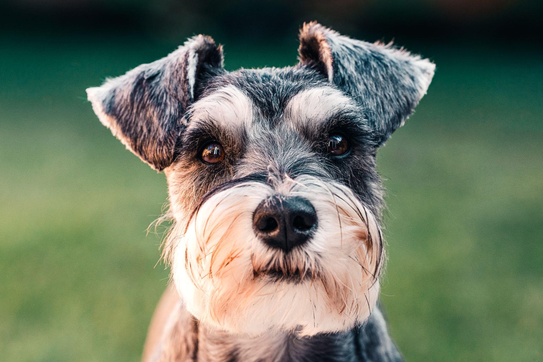 Schnauzer Miniatura cachorro adorable