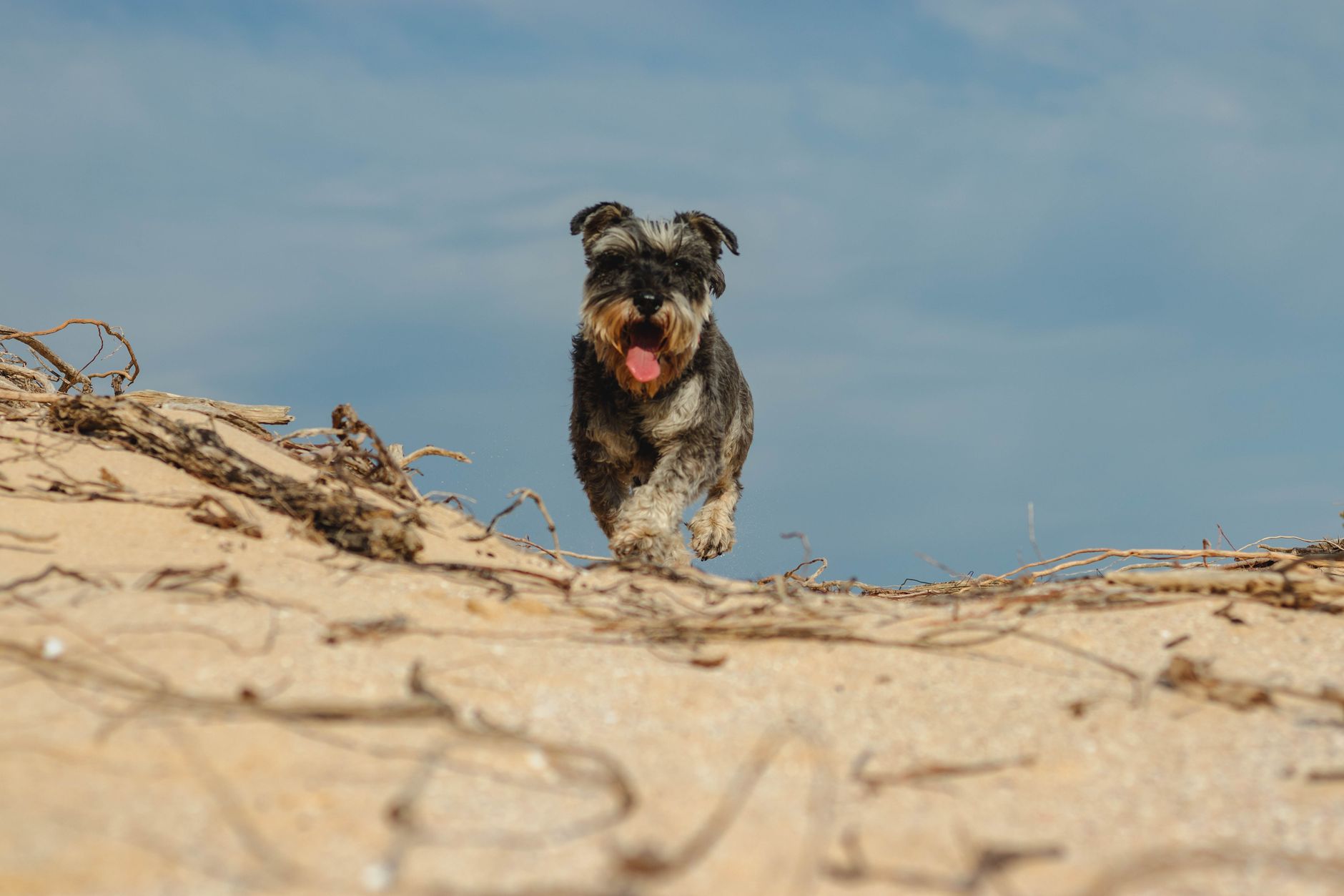 Schnauzer Miniatura corriendo al aire libre