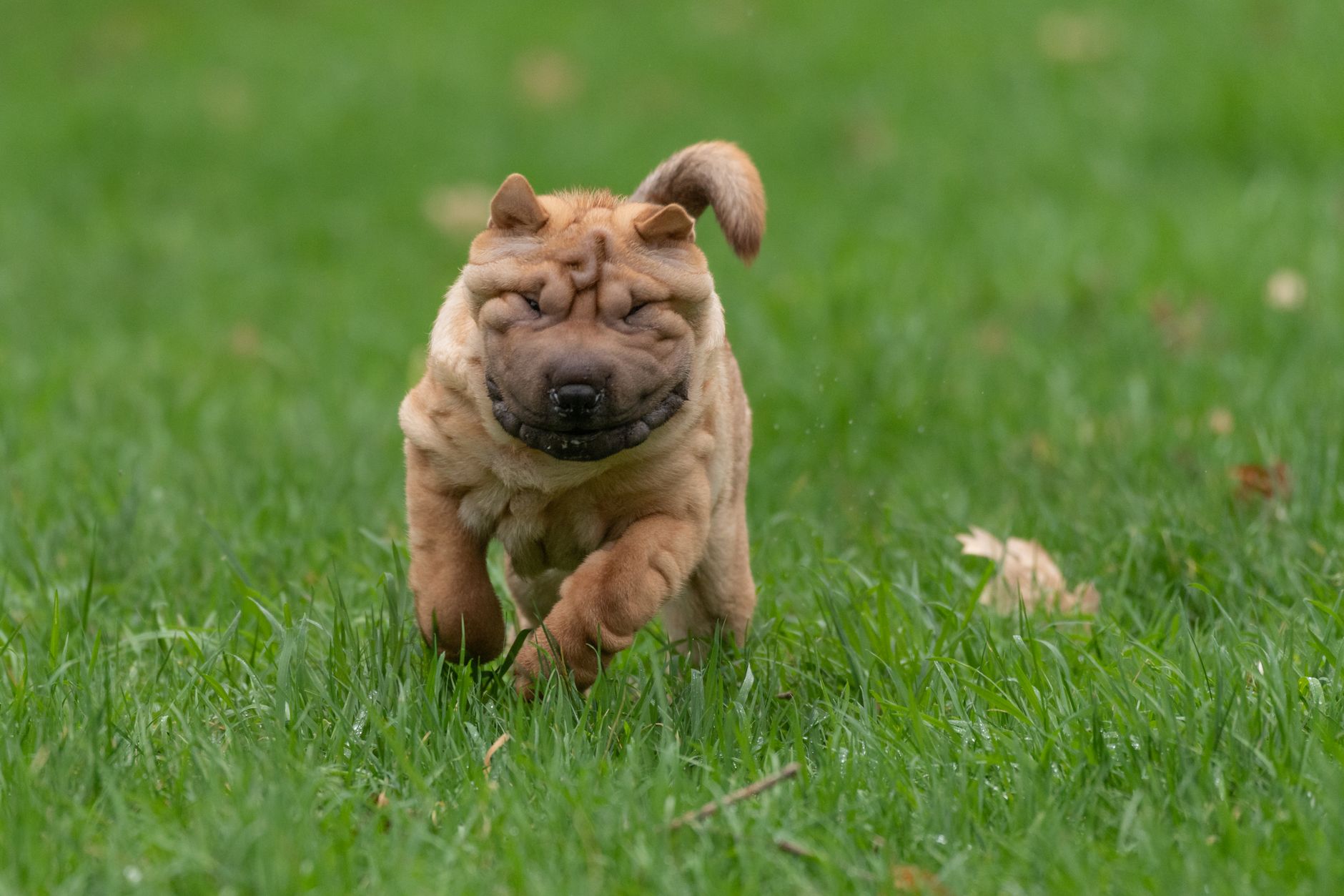 Cachorro de Shar Pei con abundantes arrugas