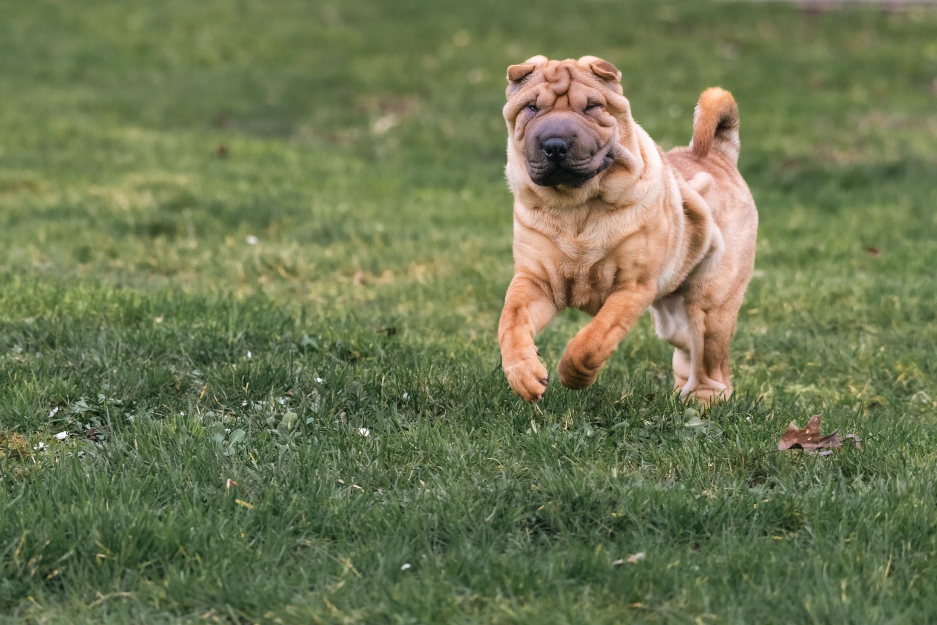 Shar Pei adulto con expresión serena y pliegues cutáneos visibles