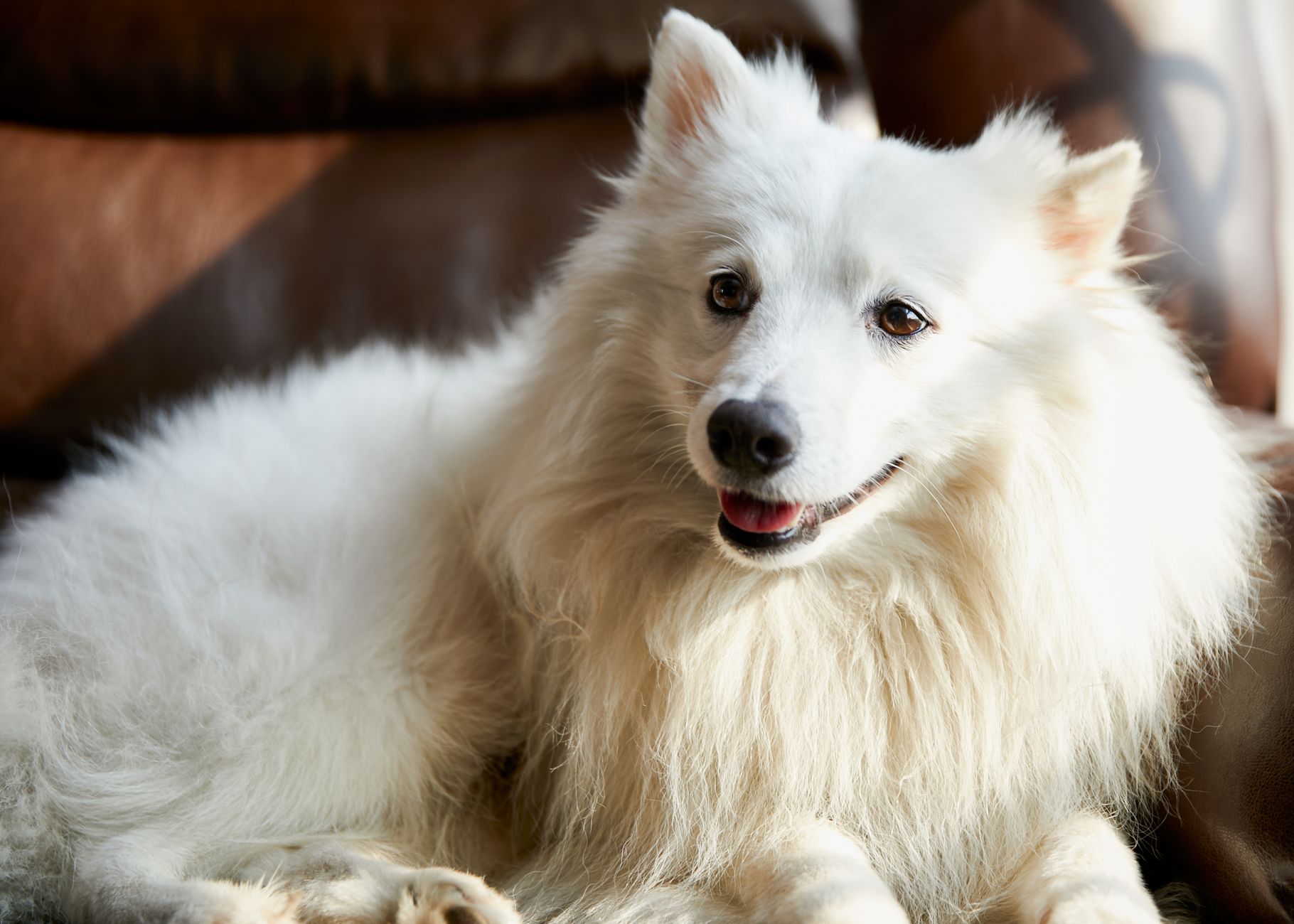 Spitz Japonés blanco esponjoso mostrando su pelaje doble en la naturaleza